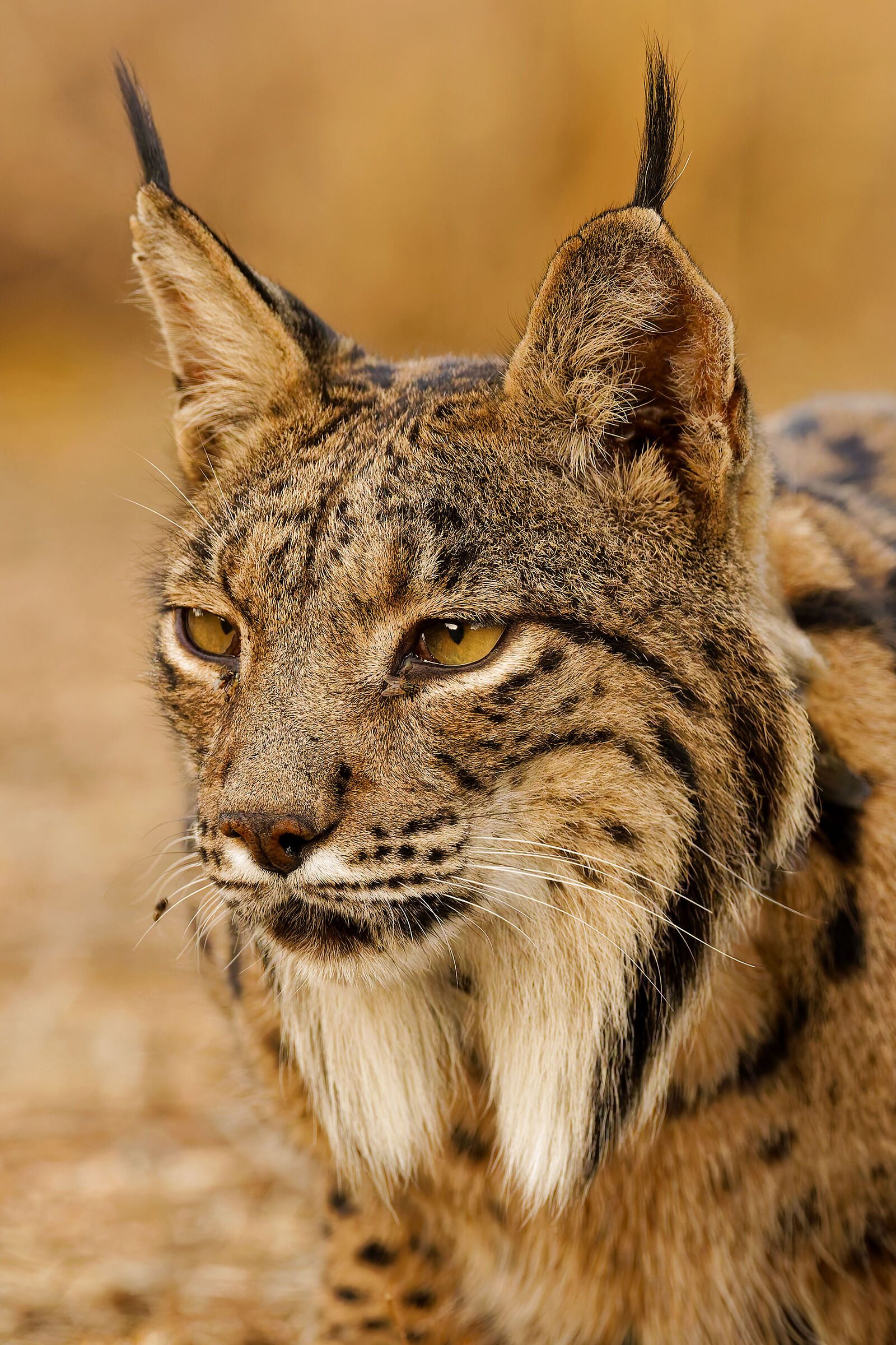 PARDINA LYNX