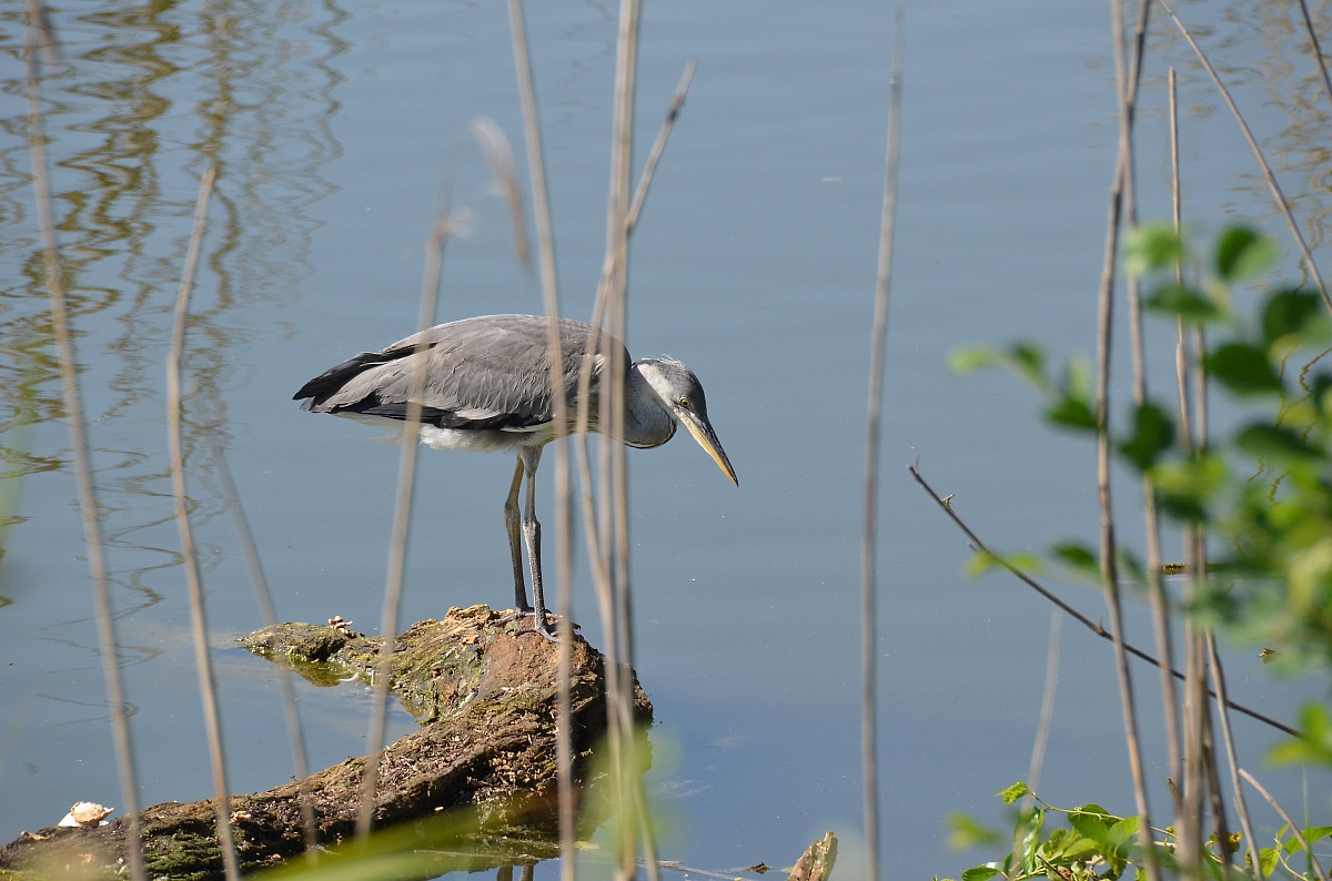 Airone cenerino a pesca....