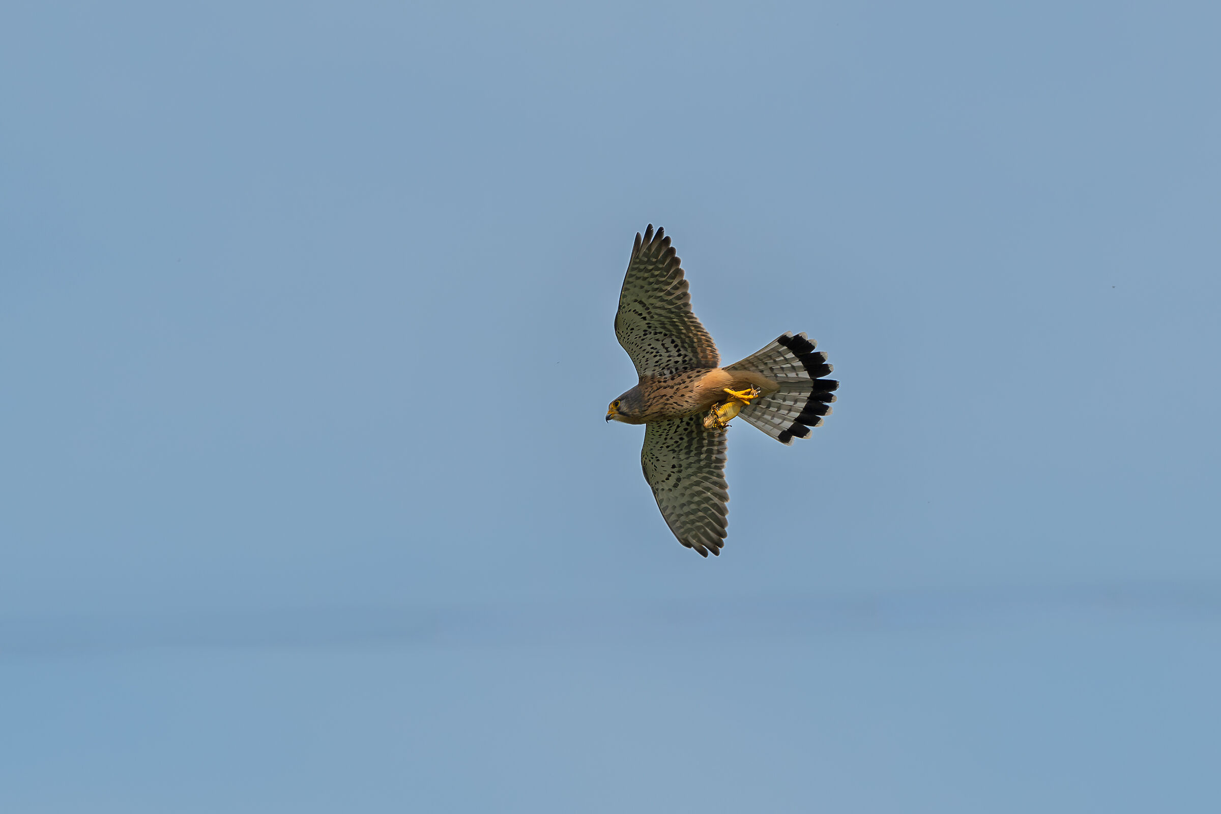 Kestrel