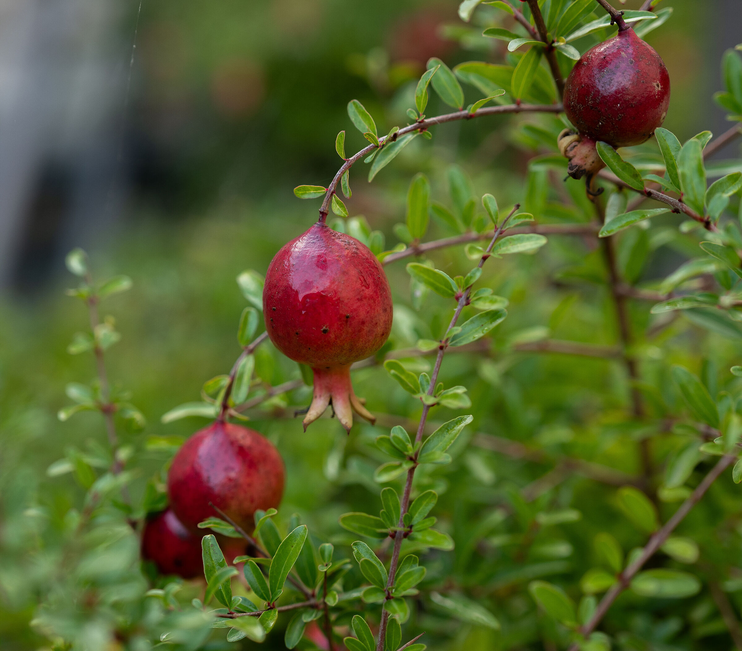 Pomegranates