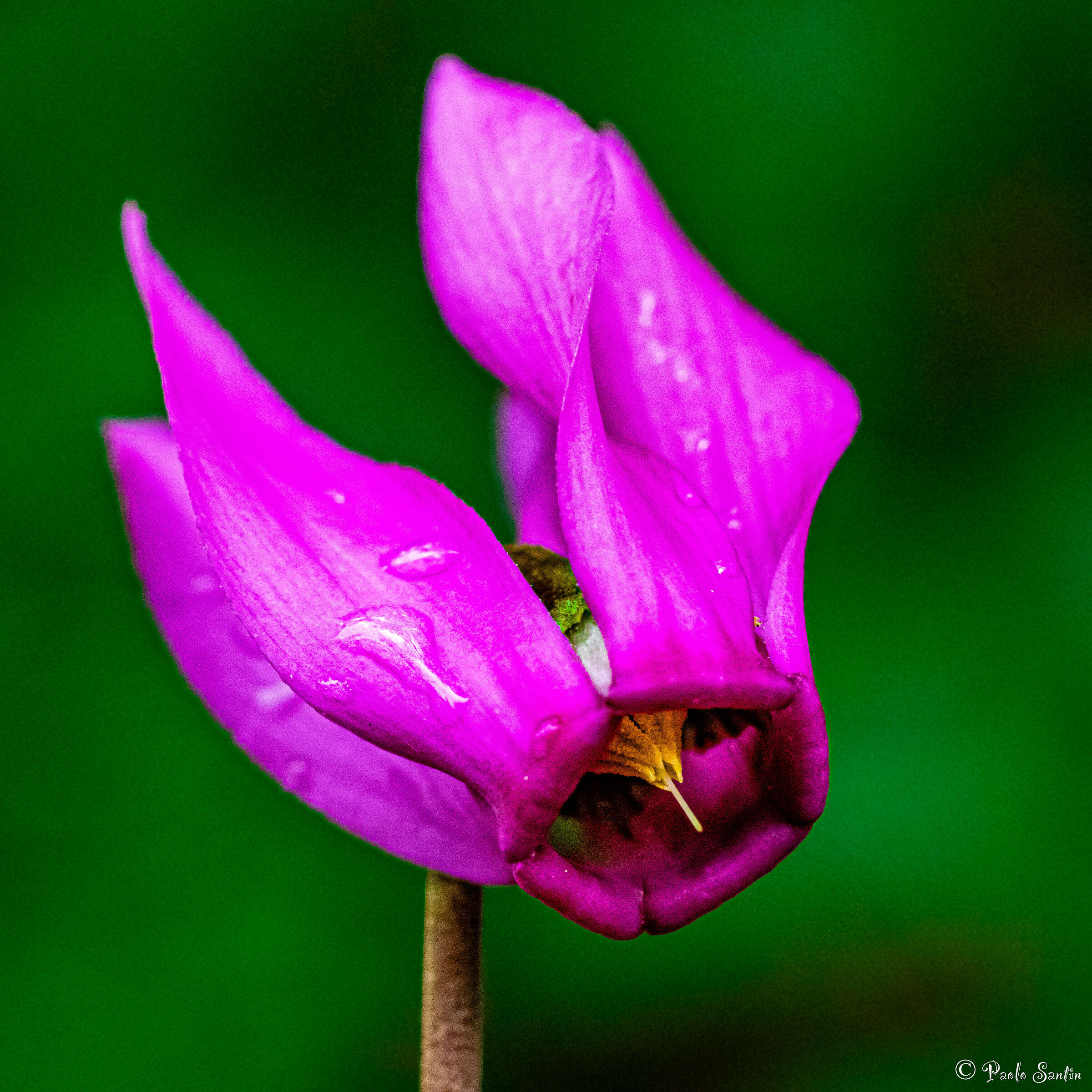 Alpine cyclamen
