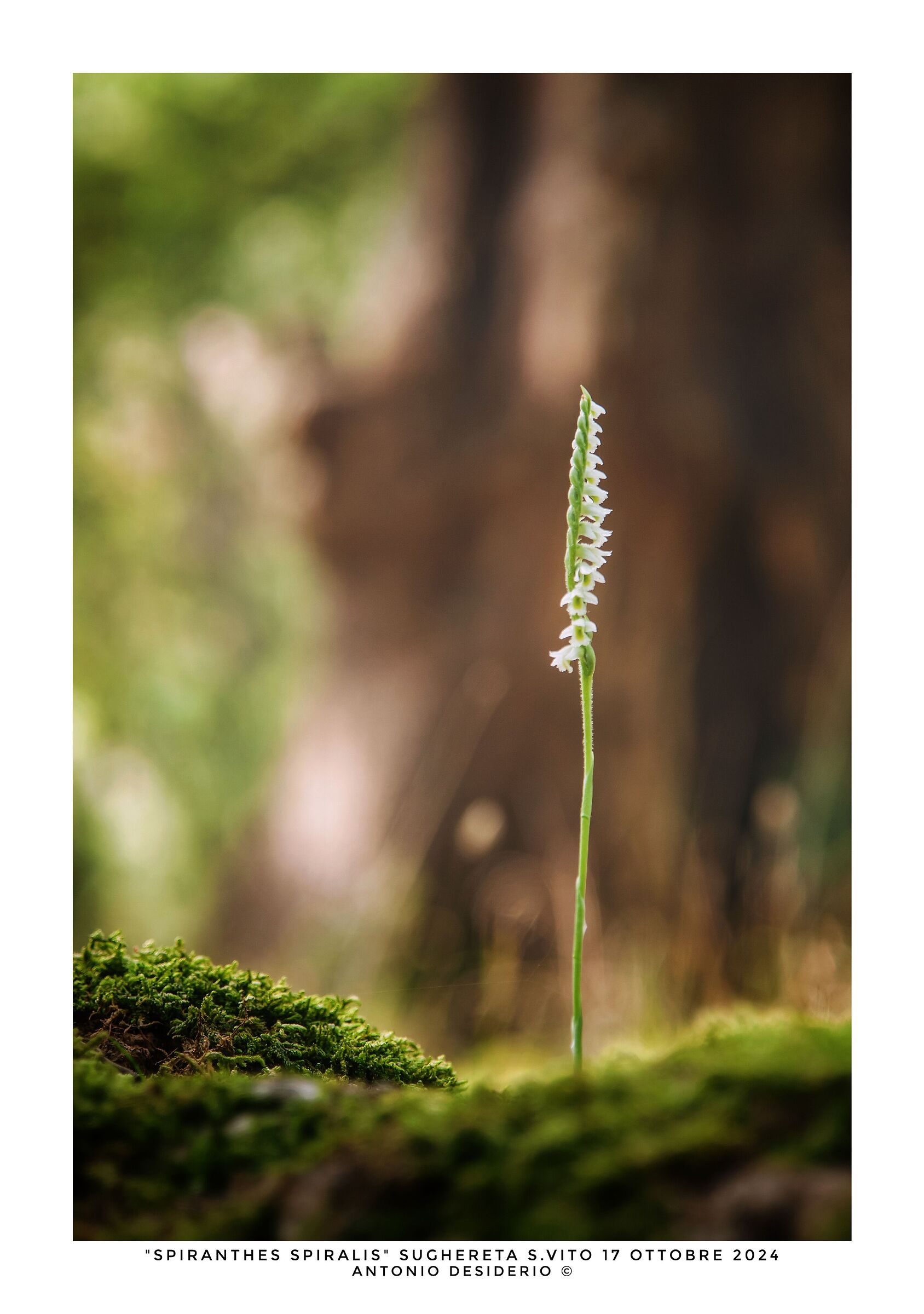 Spiranthes spiralis
