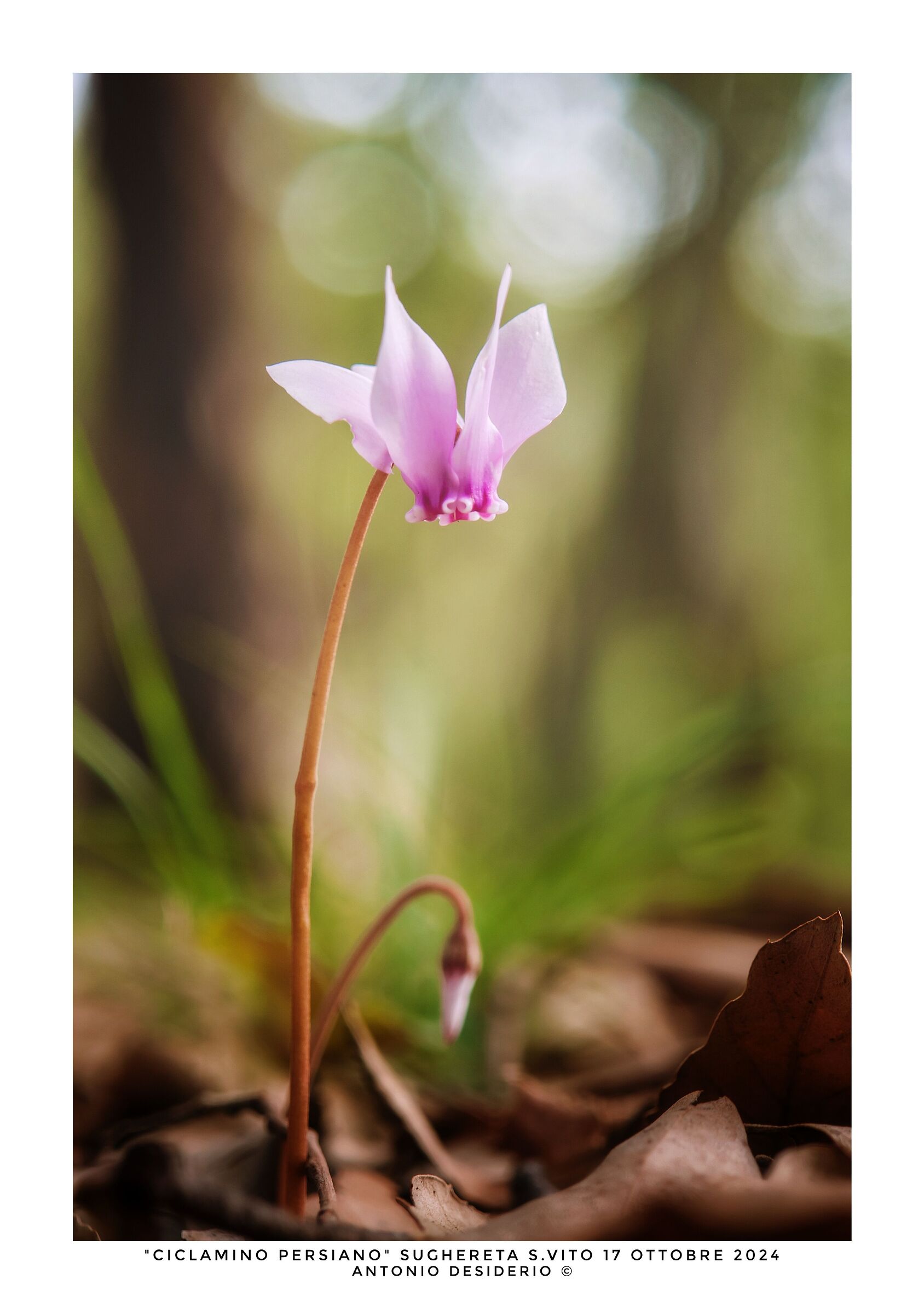 Persian cyclamen