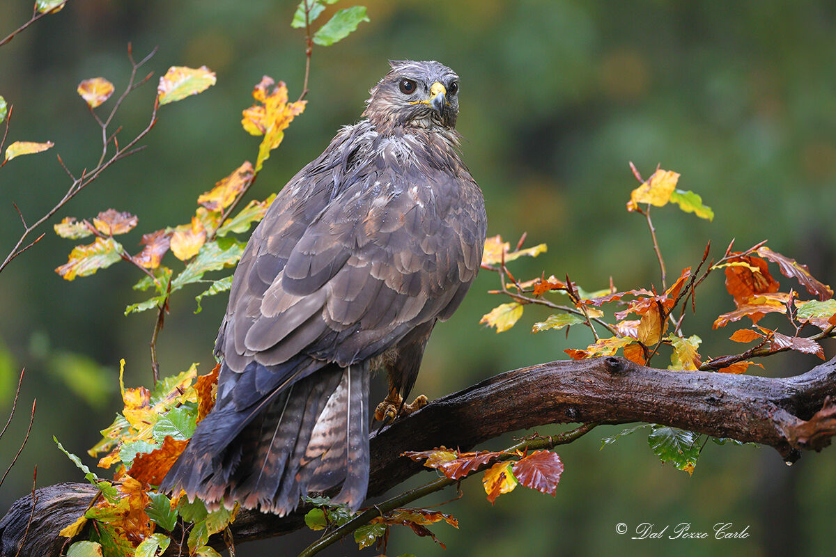 The autumn of the buzzard
