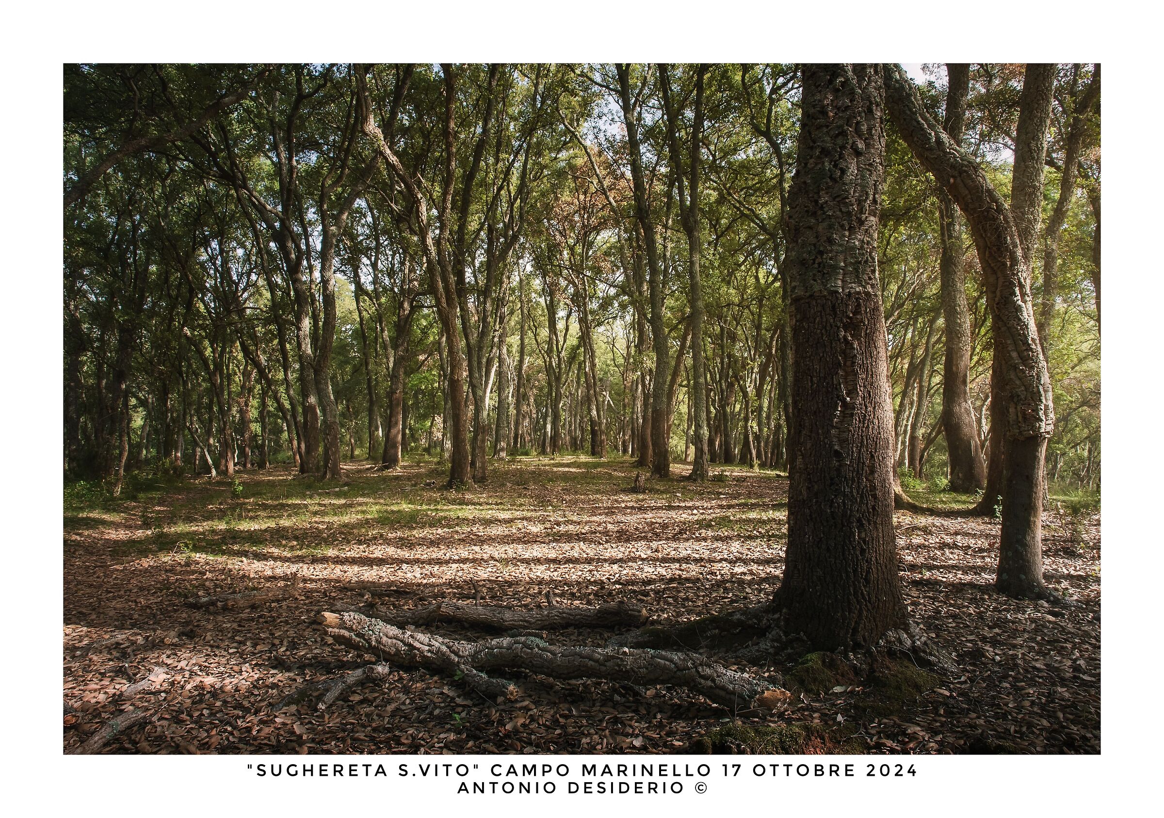 Walking in the woods....