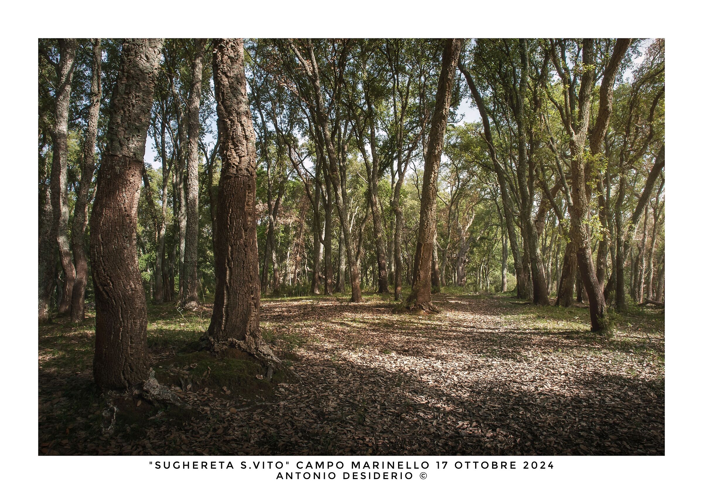 Walking in the woods....