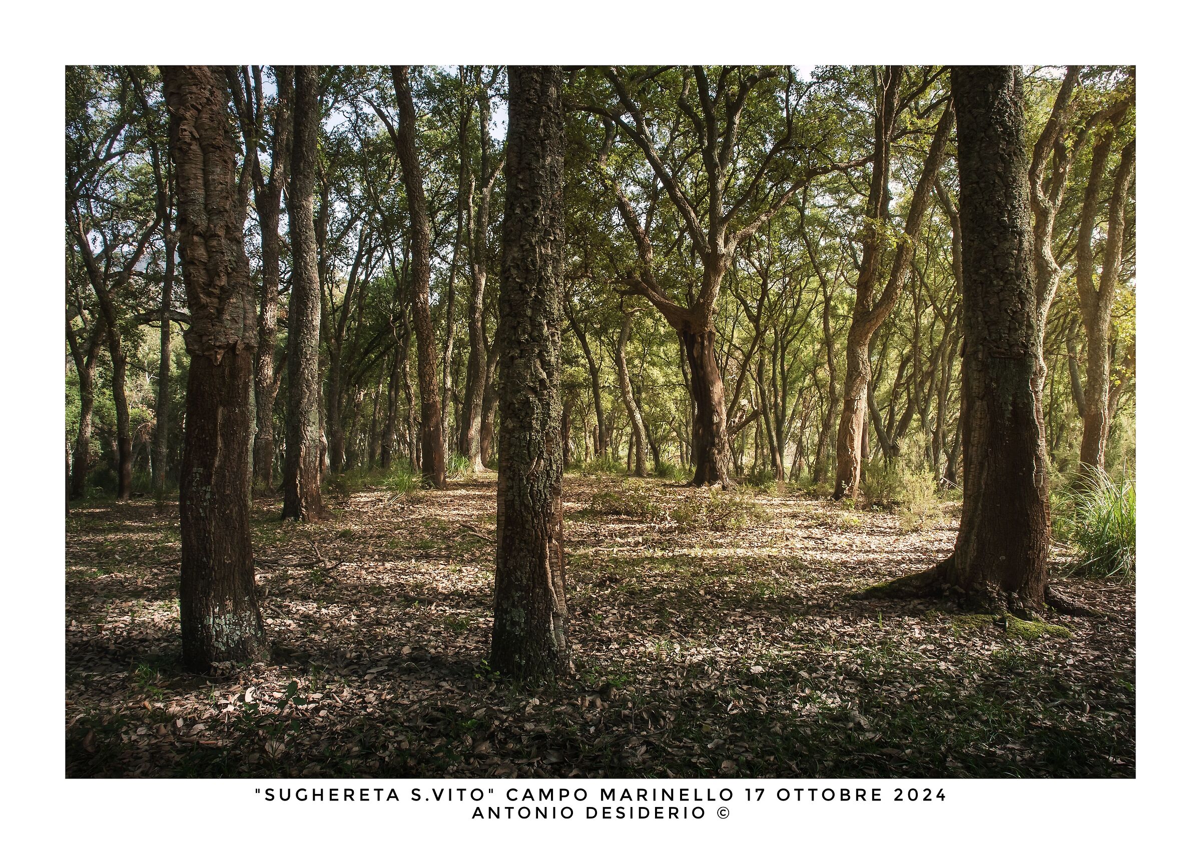 Walking in the woods....