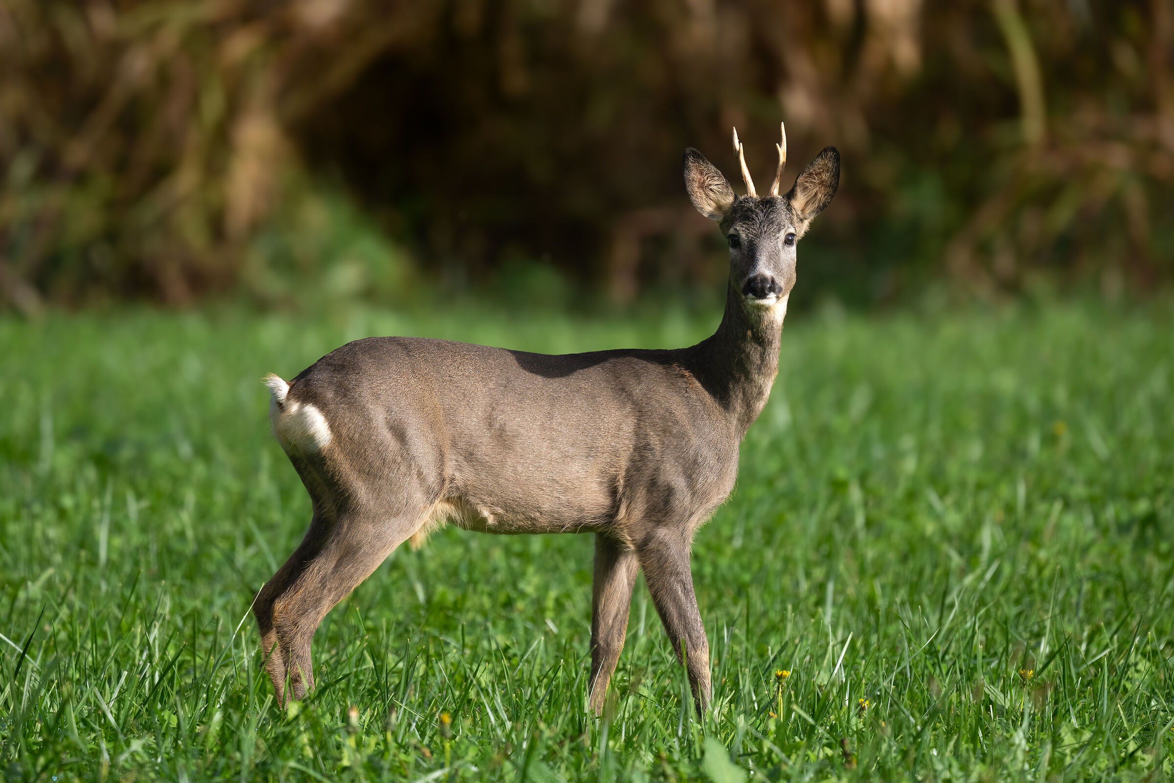 Roe deer