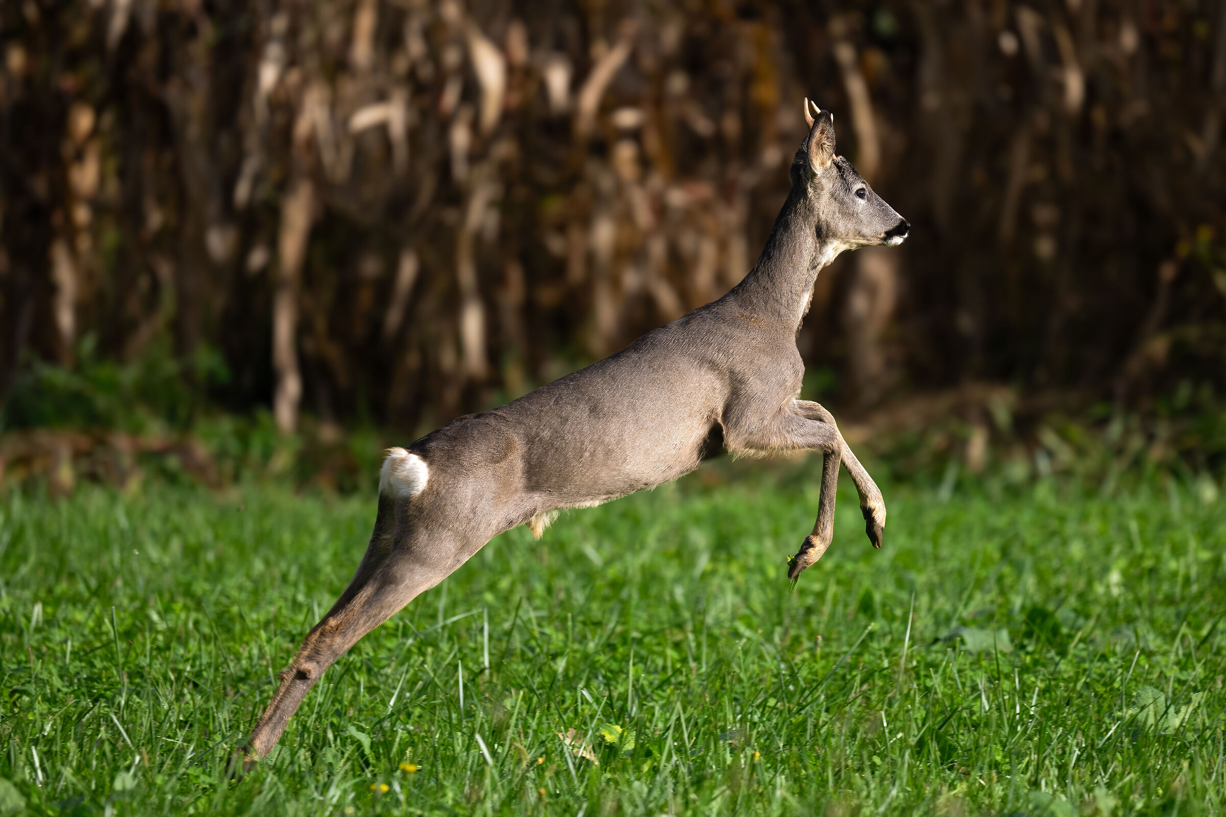 Roe deer