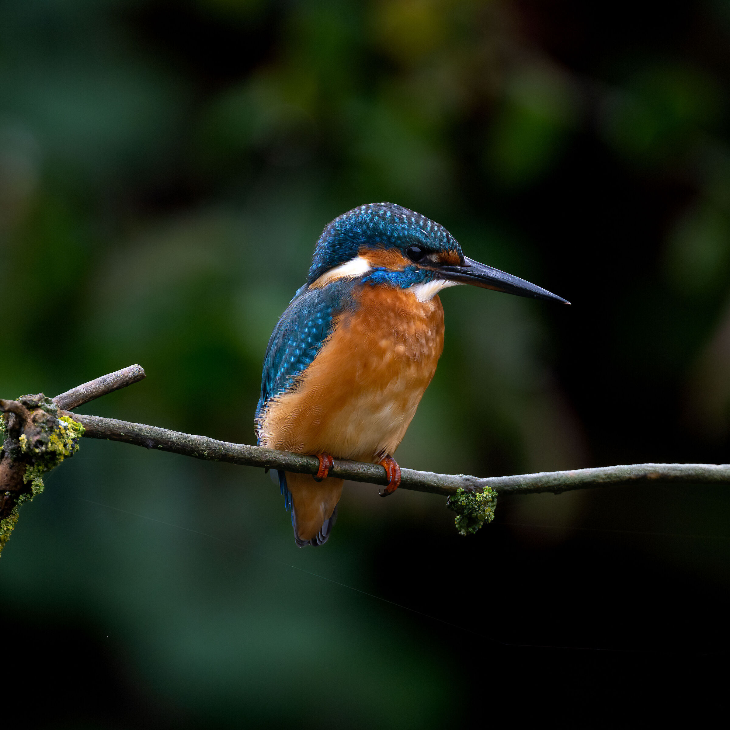 Martin Pescatore - Kingfisher