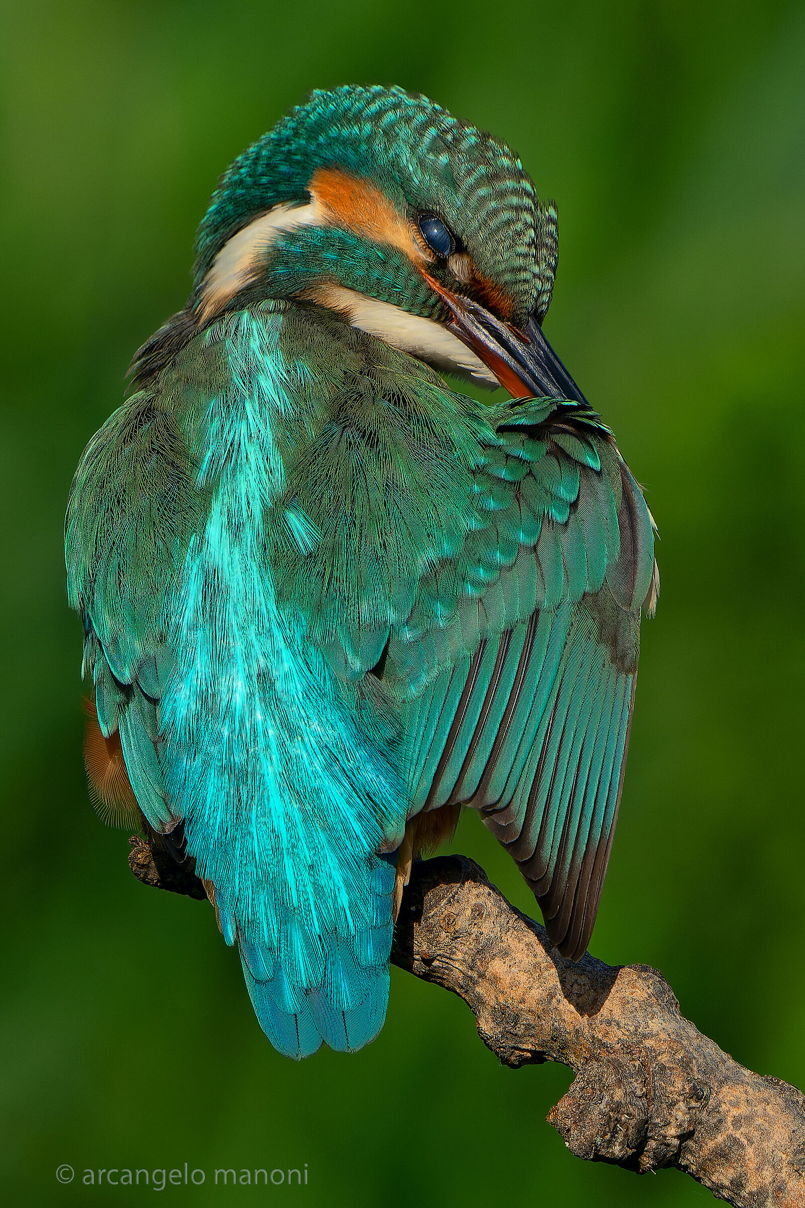 Il caleidoscopico Martino