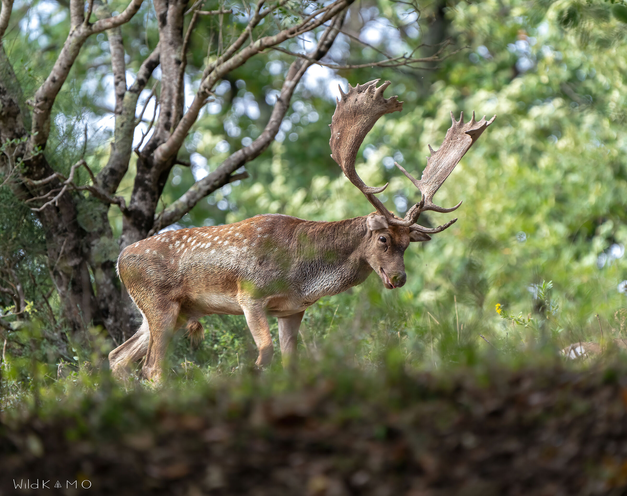 Stanco dal combattimento