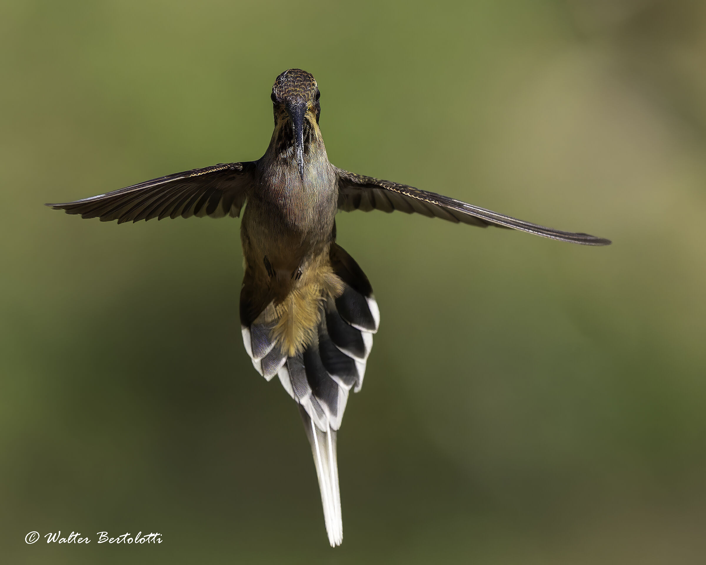 eremita golasquamata