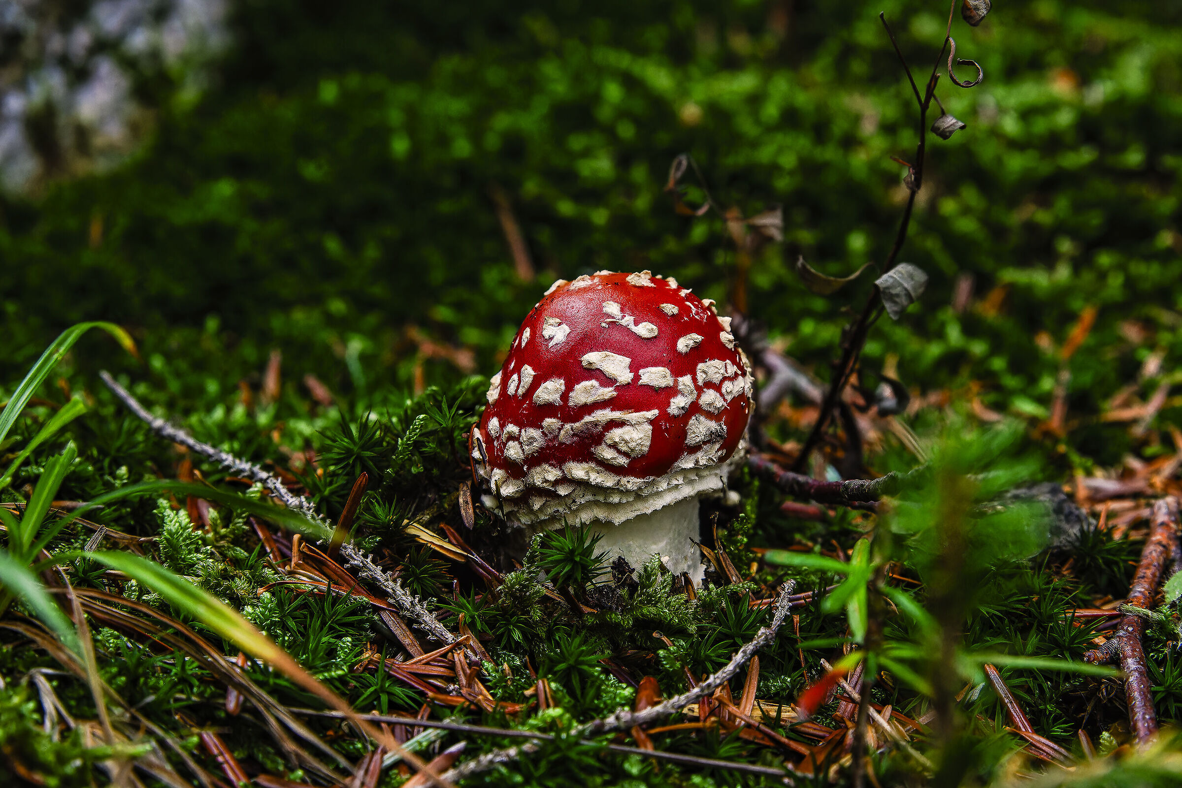 Amanita