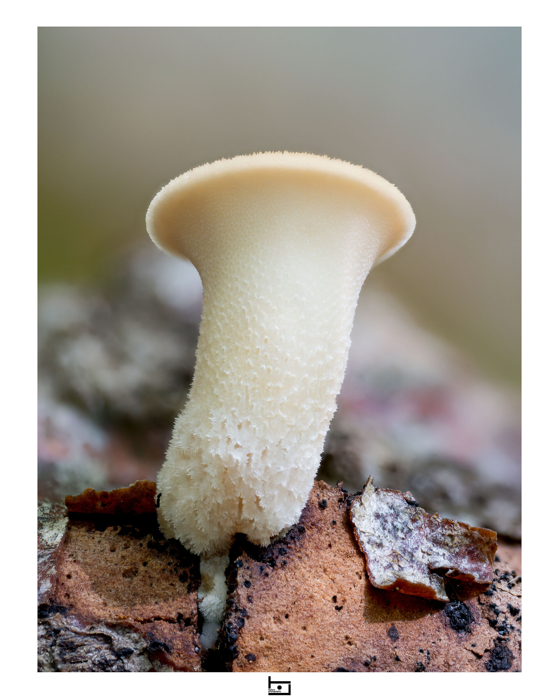Polyporus
