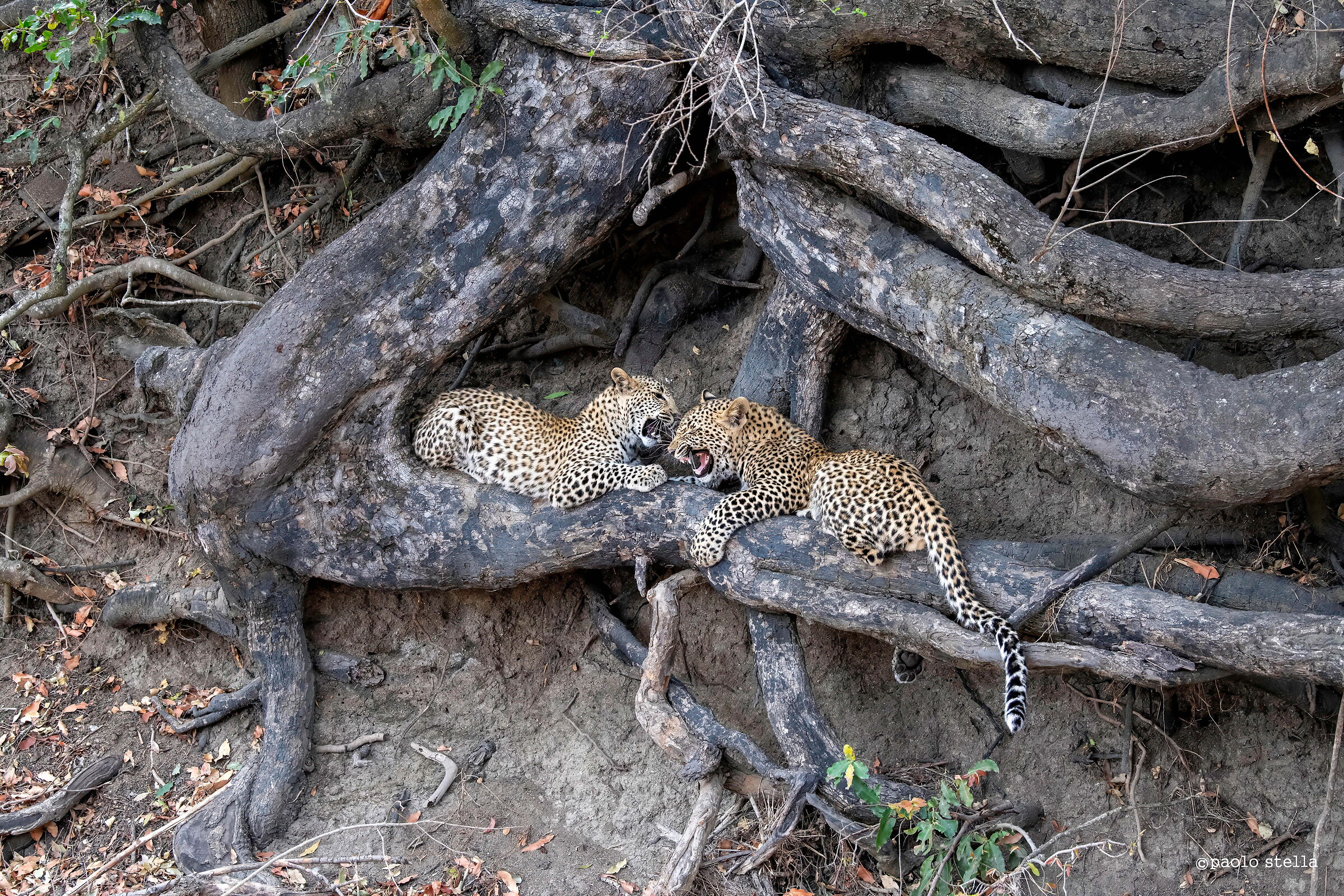 The game of leopards