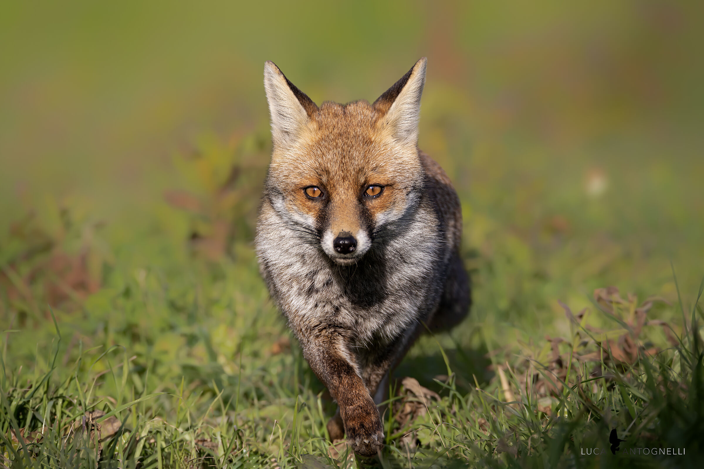 Fox