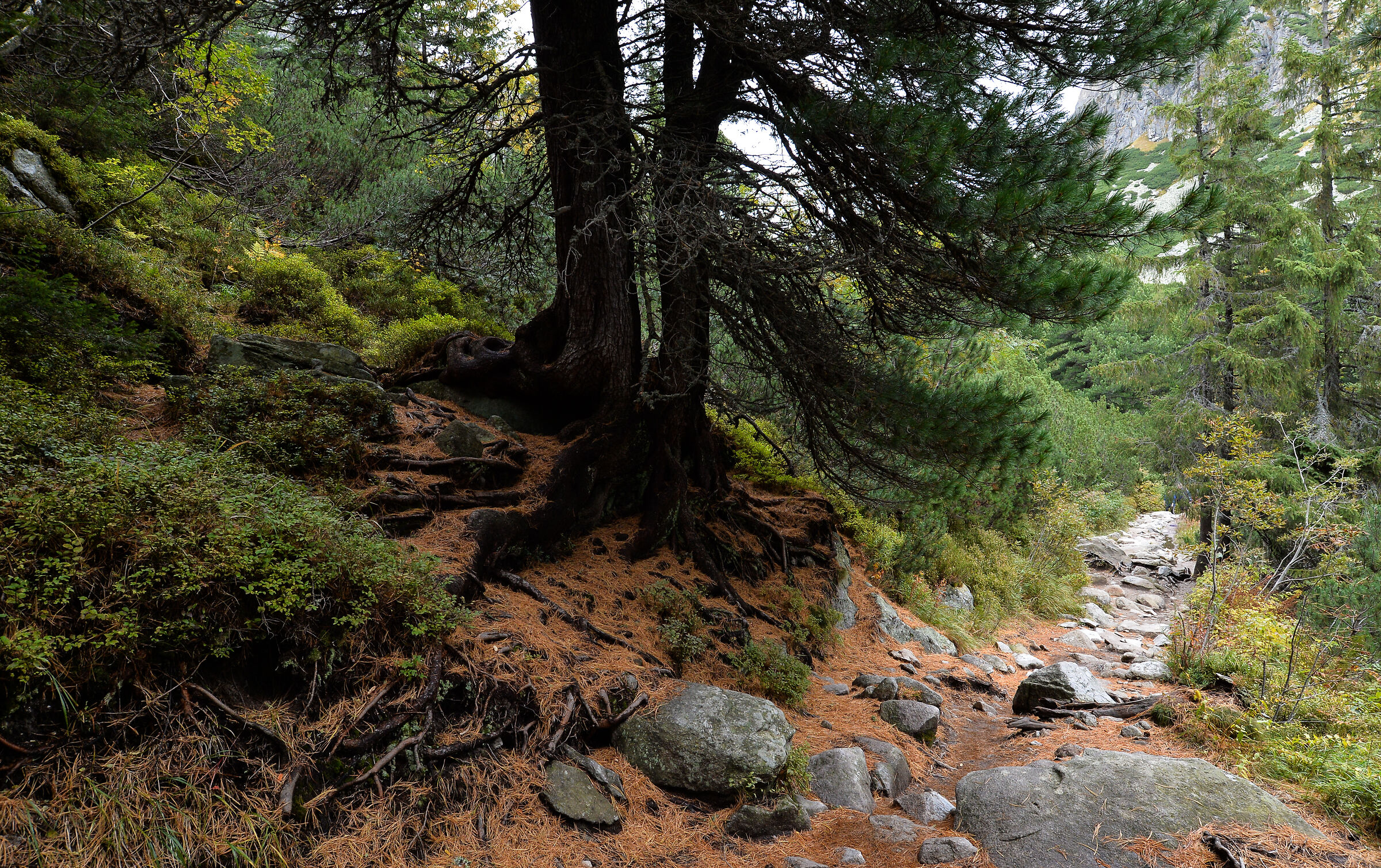Alti Monti Tatra. Slovacchia (3)