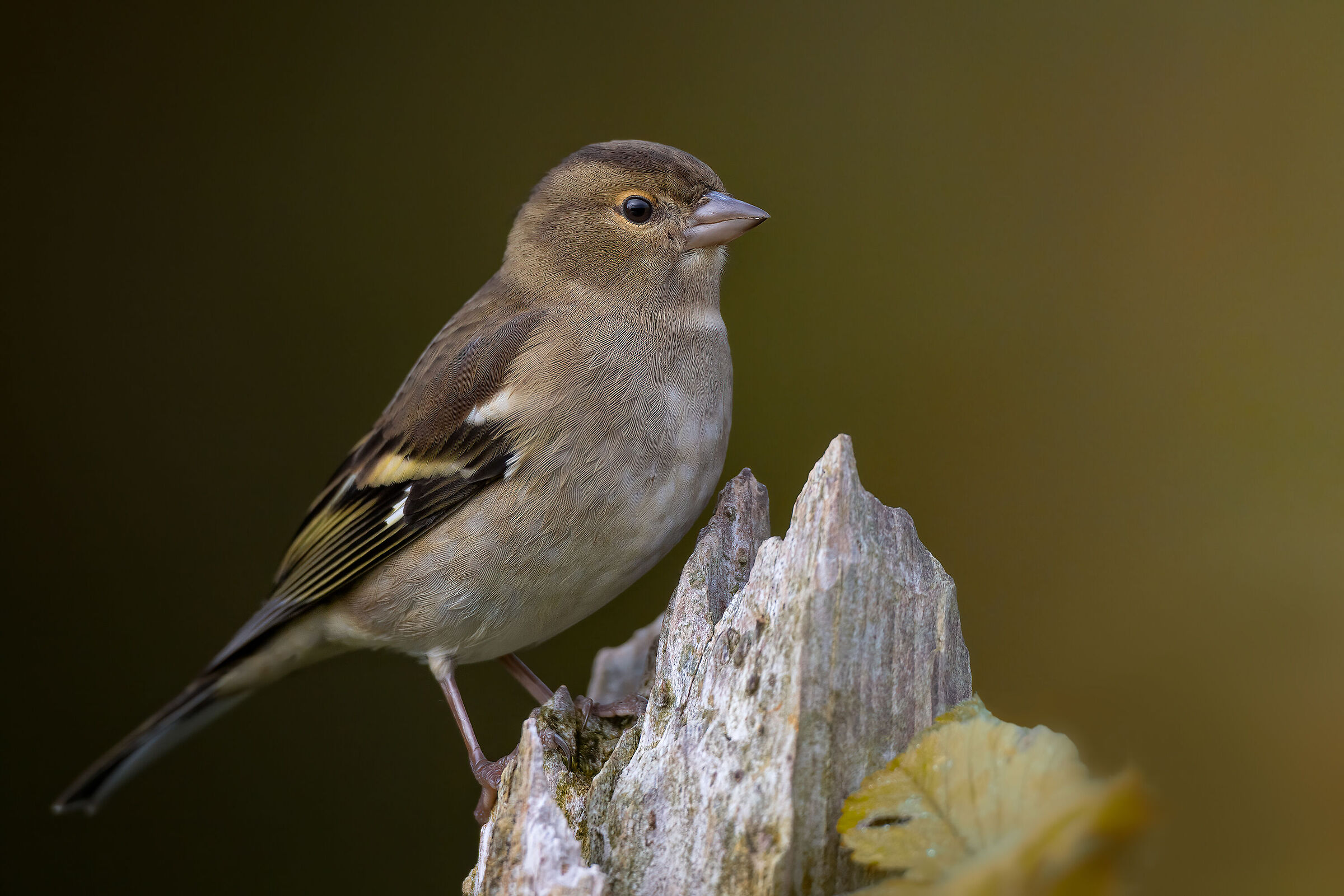 Fringuello femmina "autunnale"