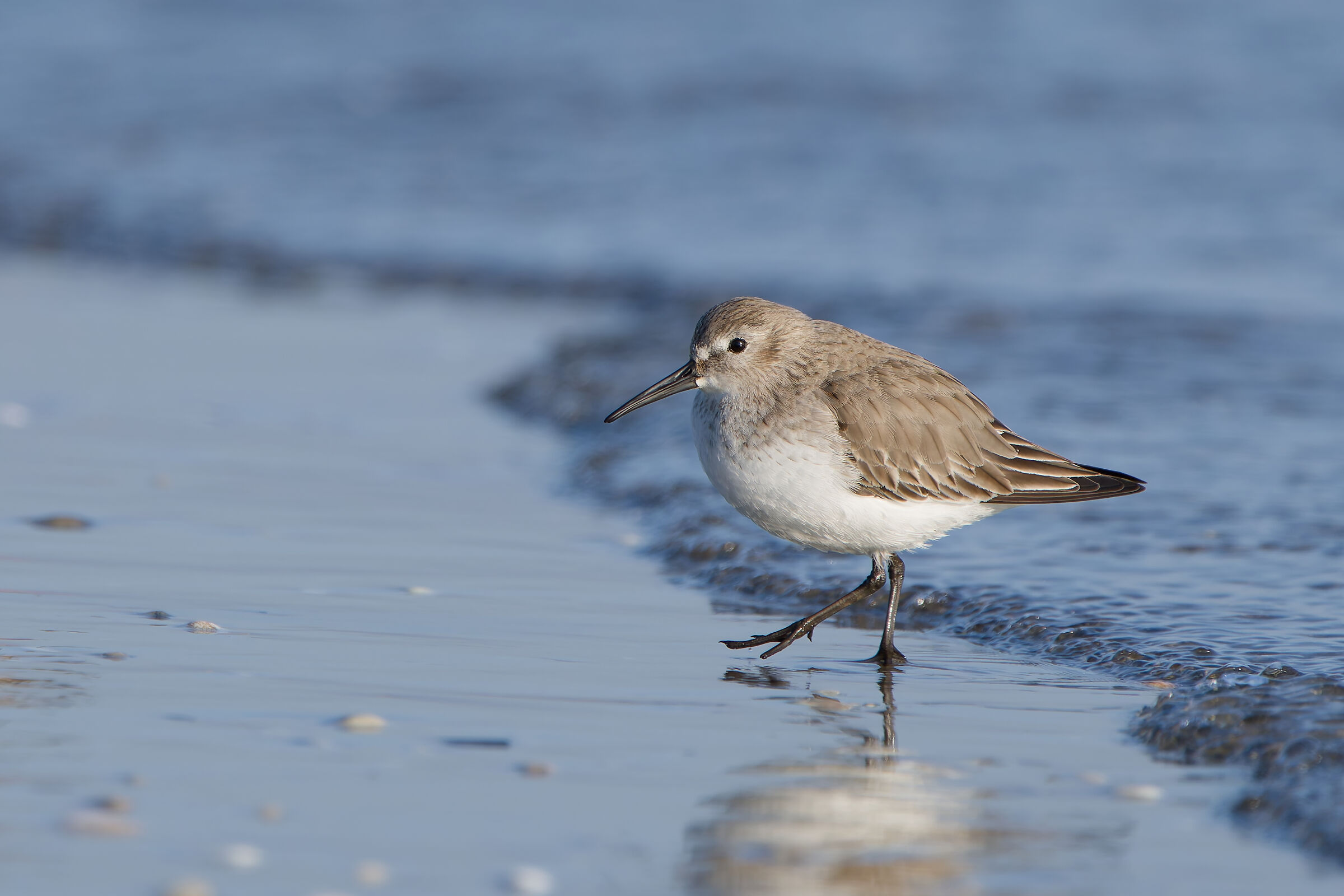 Piovanello pancianera (Calidris alpina)
