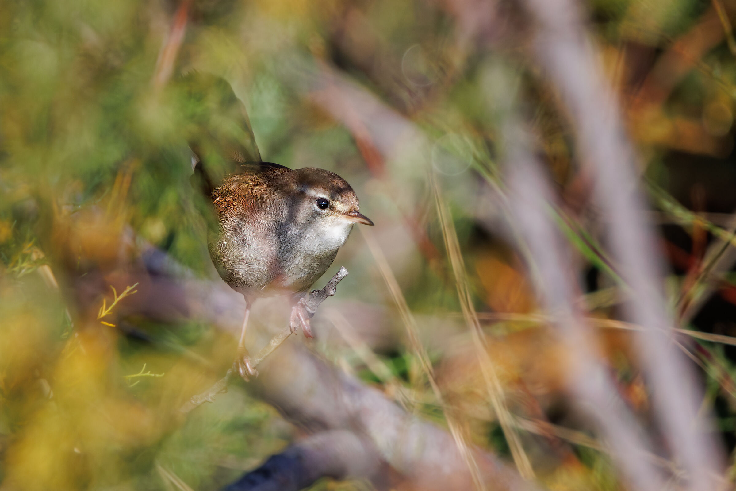 provavo a nascondermi...