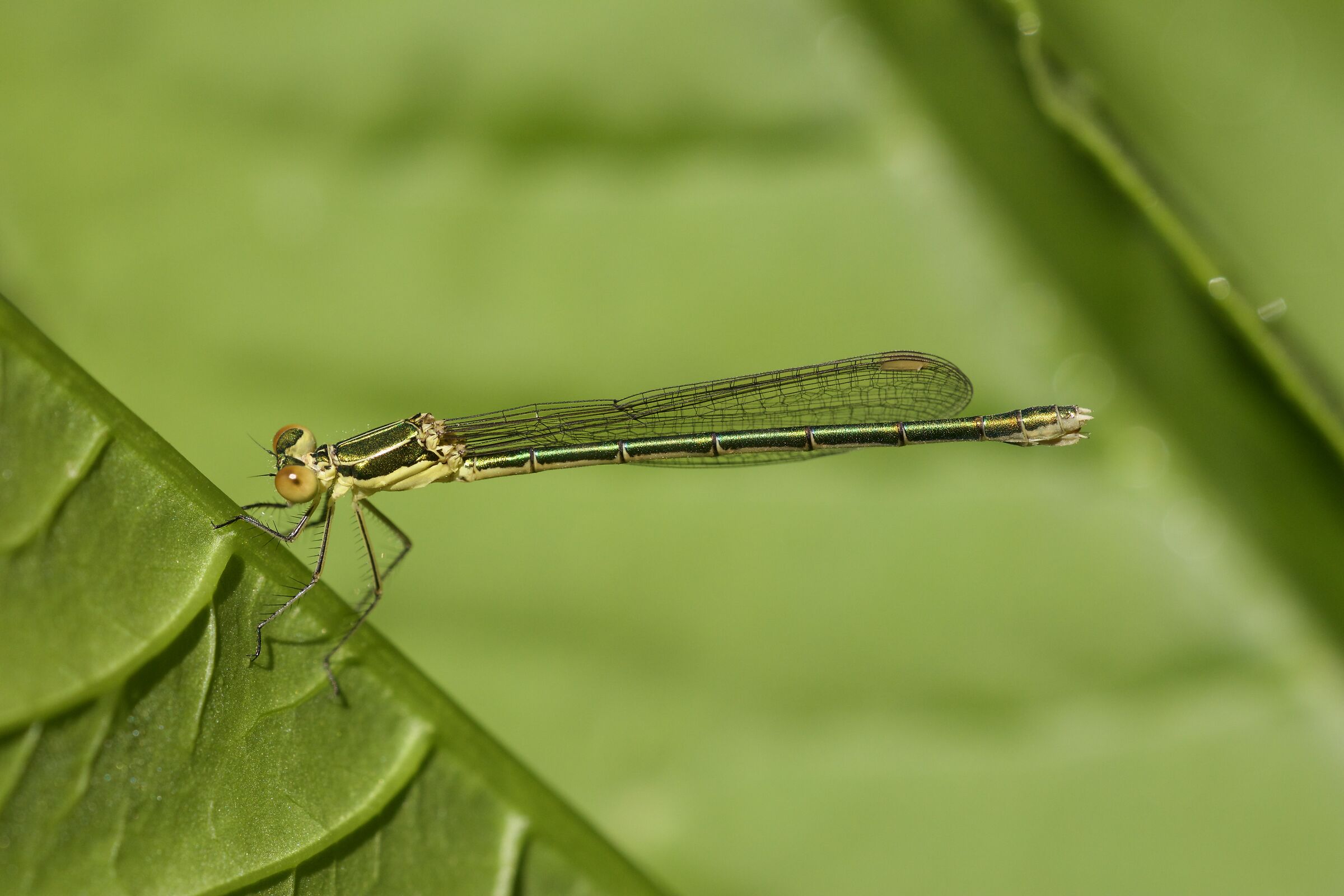 Chalcolestes viridis
