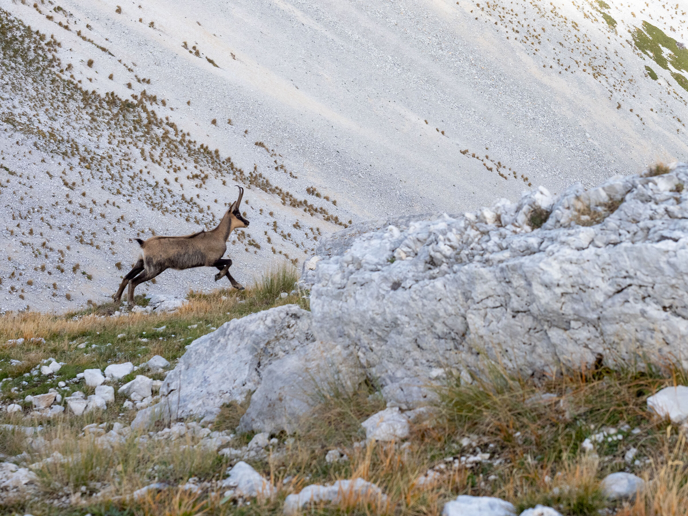 Camoscio a Pizzo d'Intermesoli