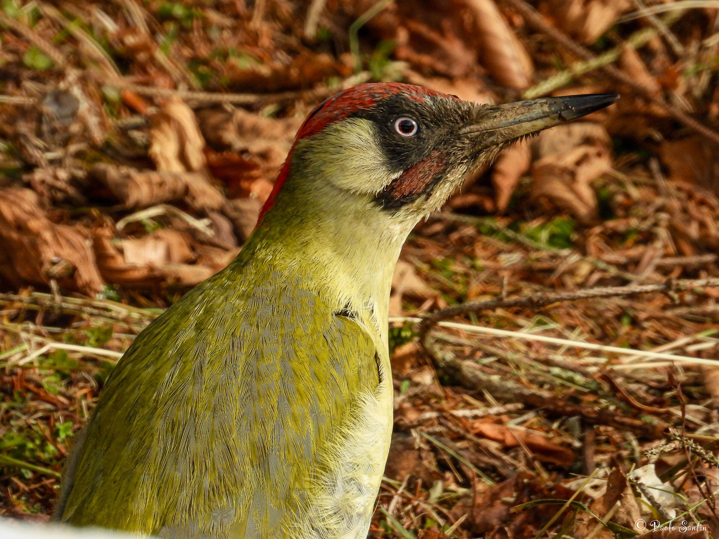 Male Green Woodpecker