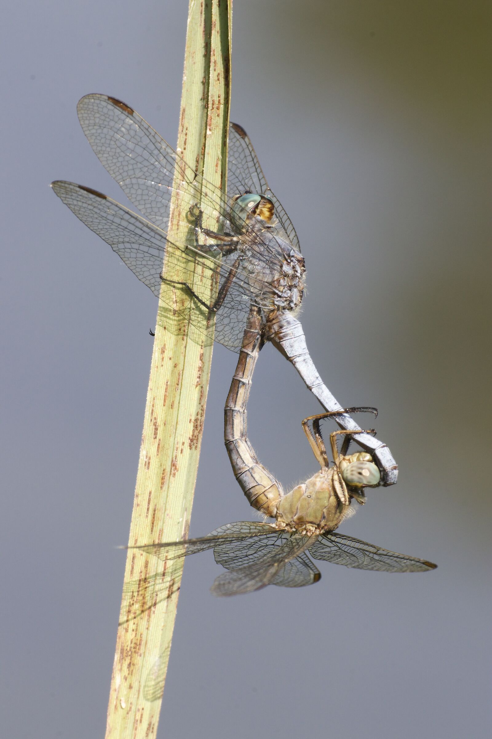 Orthetrum coerulescens in accoppiamento