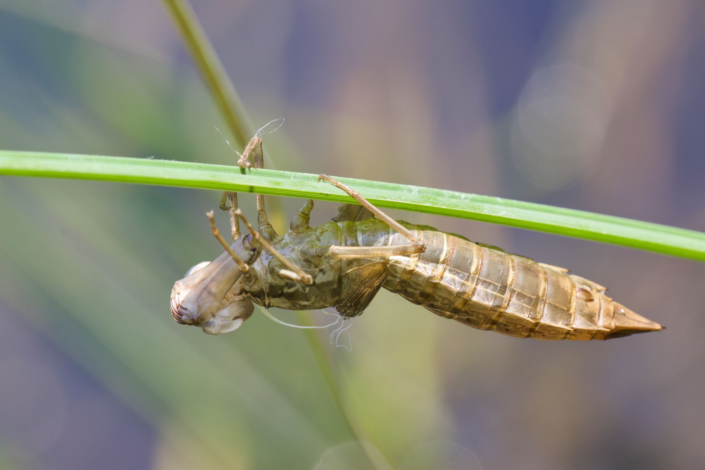 Esuvia di Anax imperator