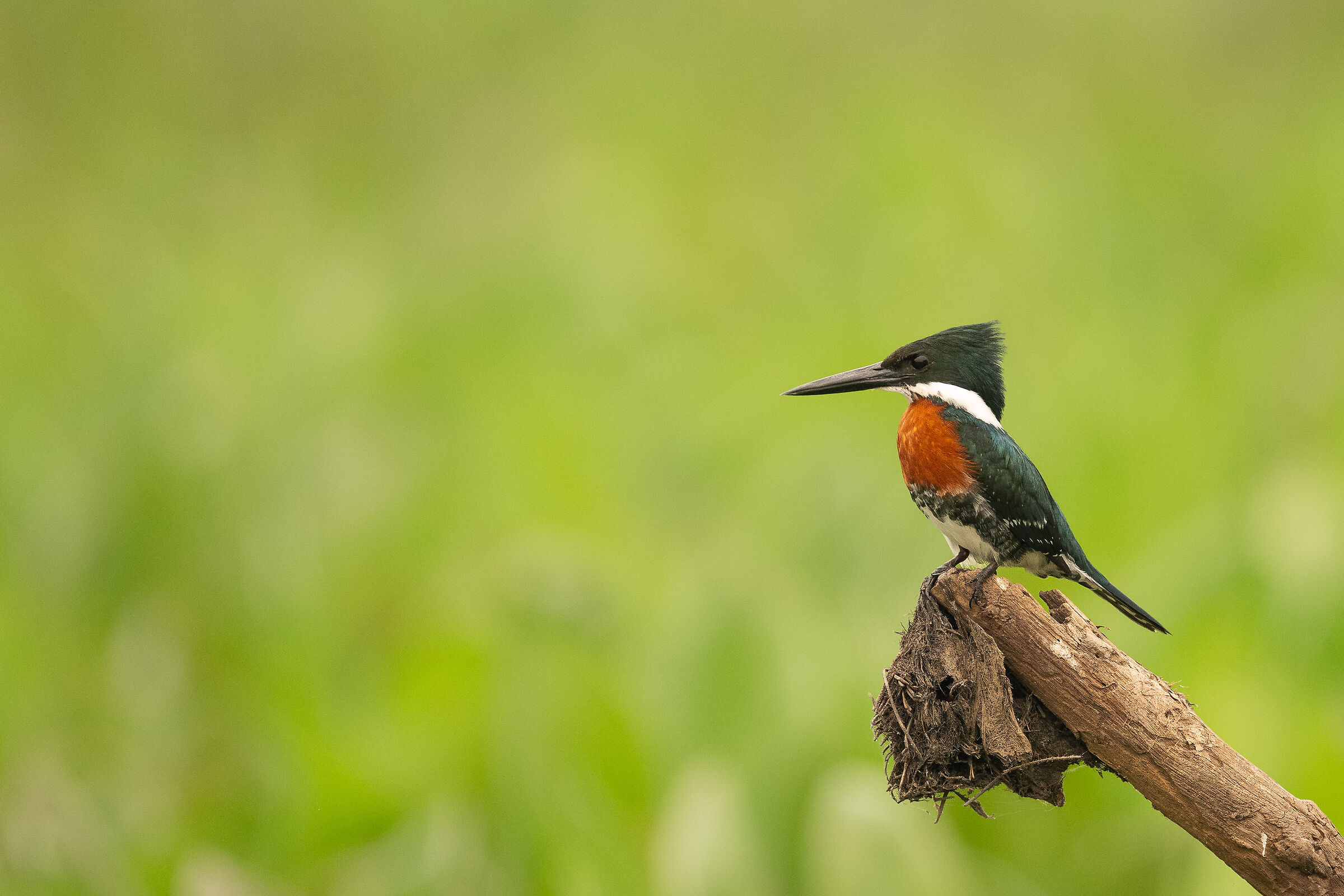 Martin pescatore verde