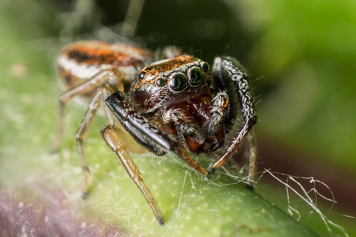 Icius sp. - Salticidae