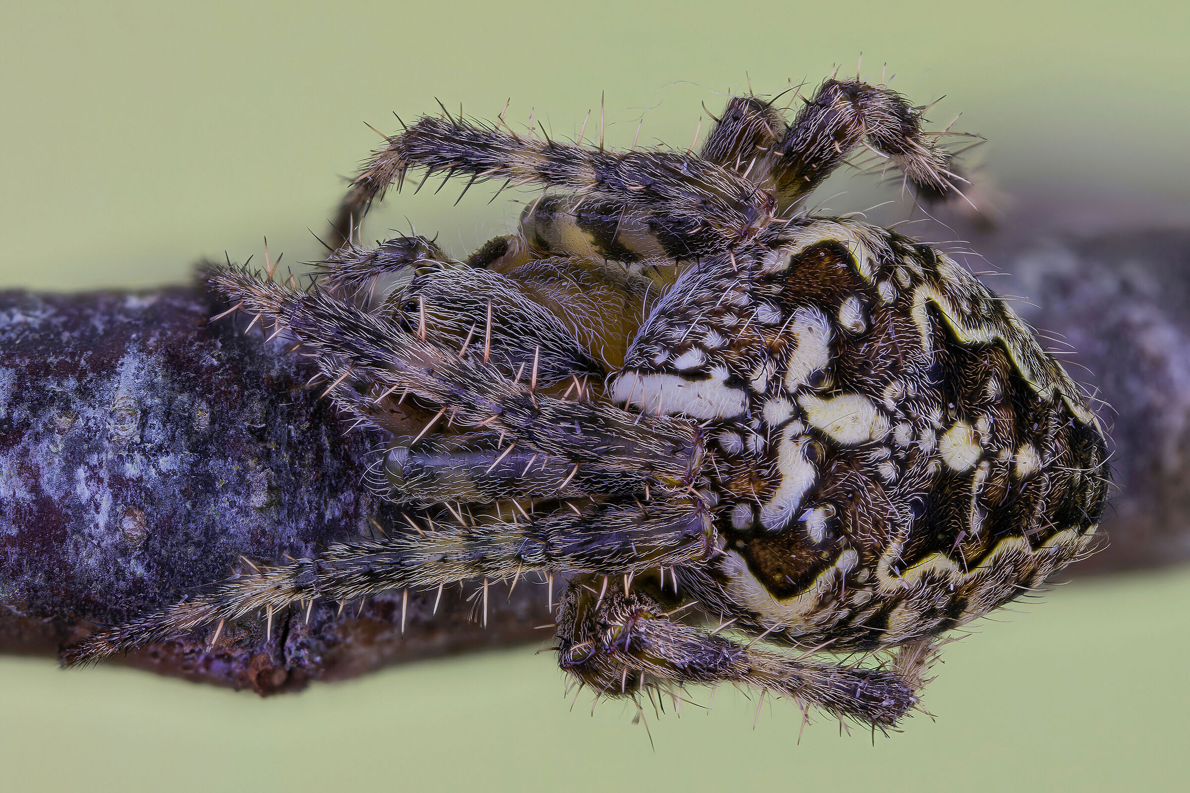 Araneus diadematus