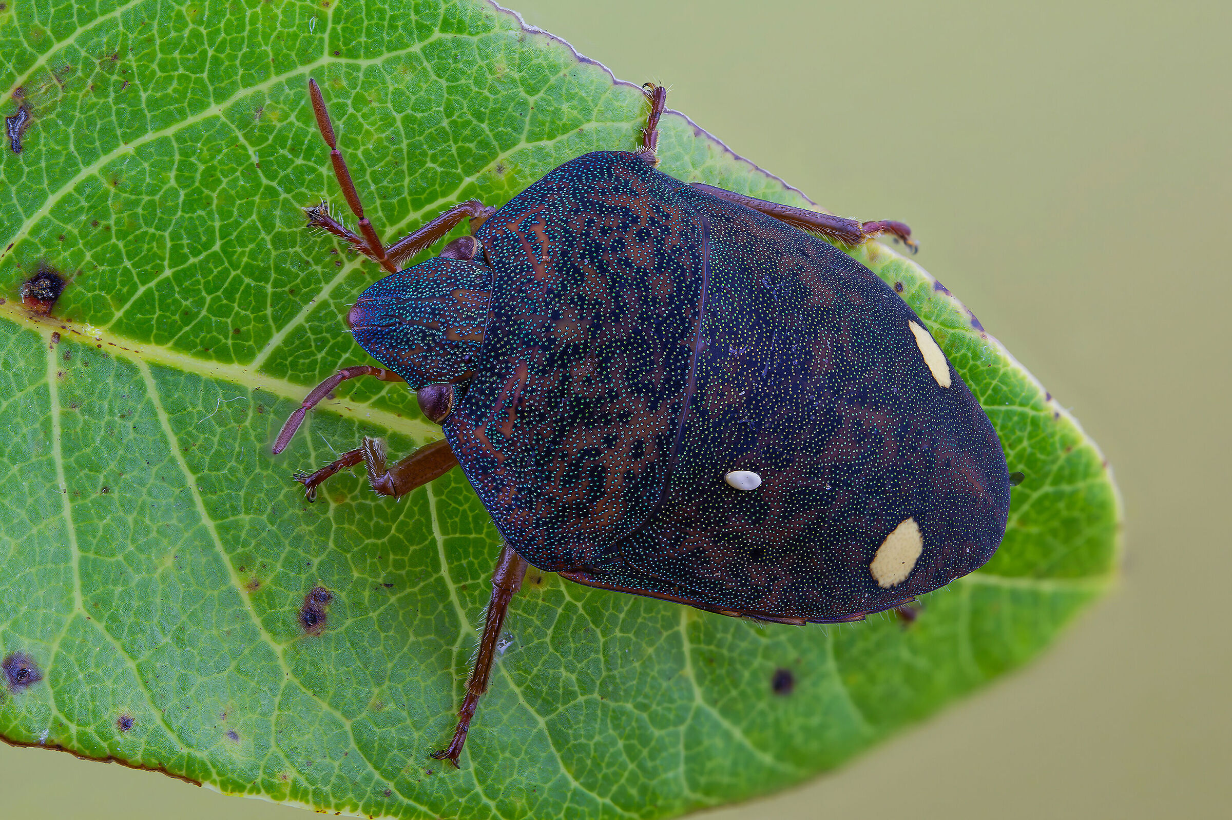 Solenosthedium bilunatum