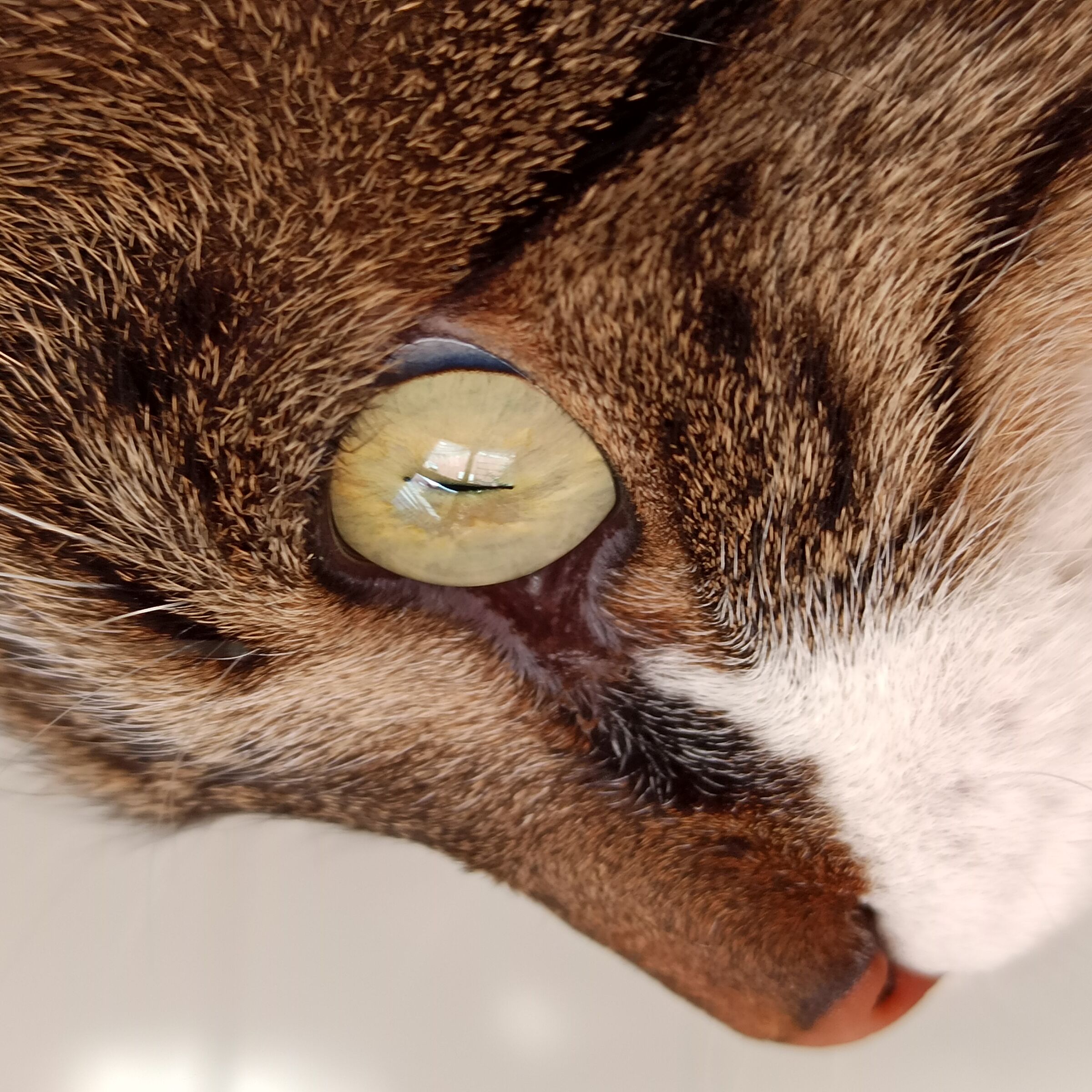 The cat's eye