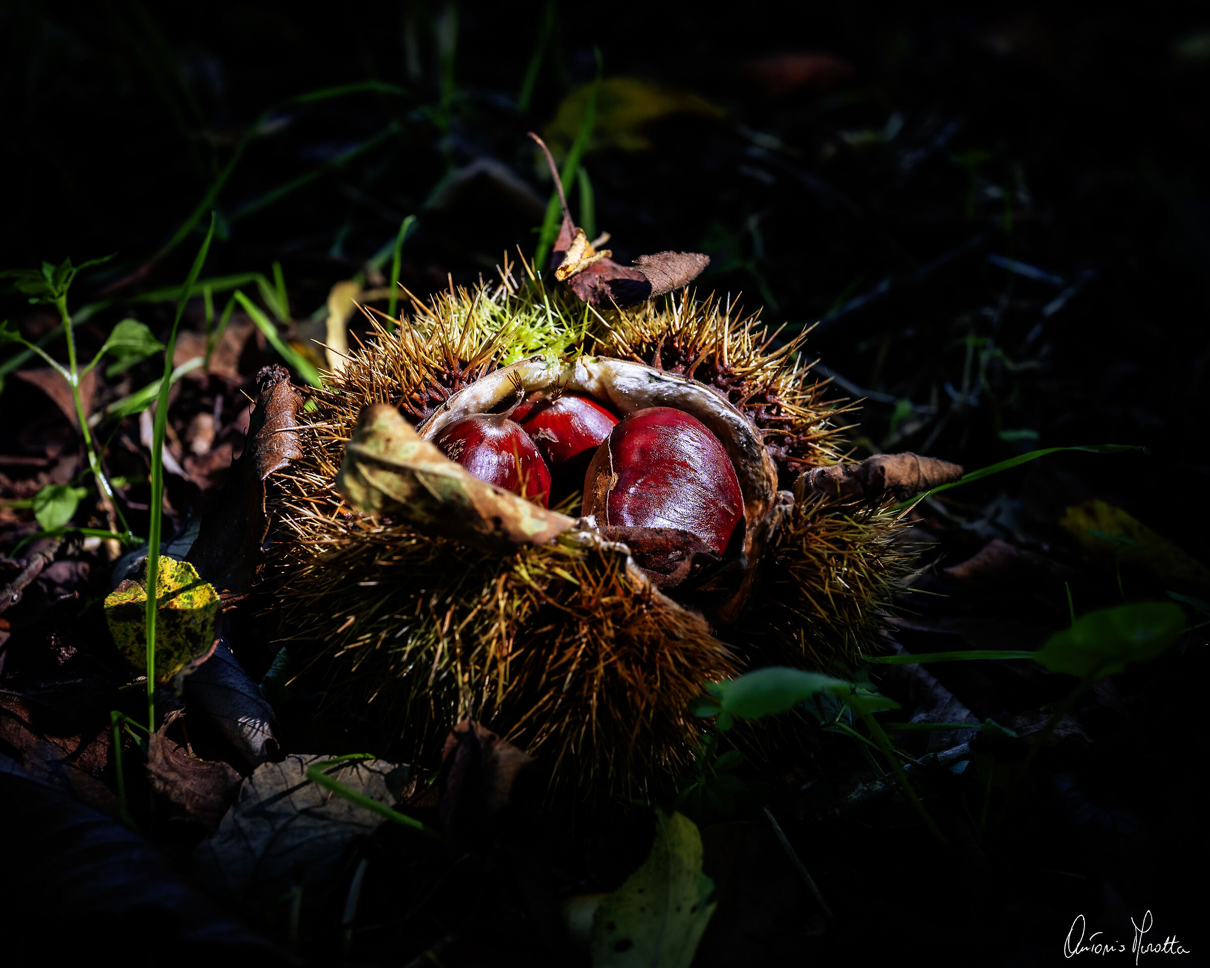 Figlie dell'autunno