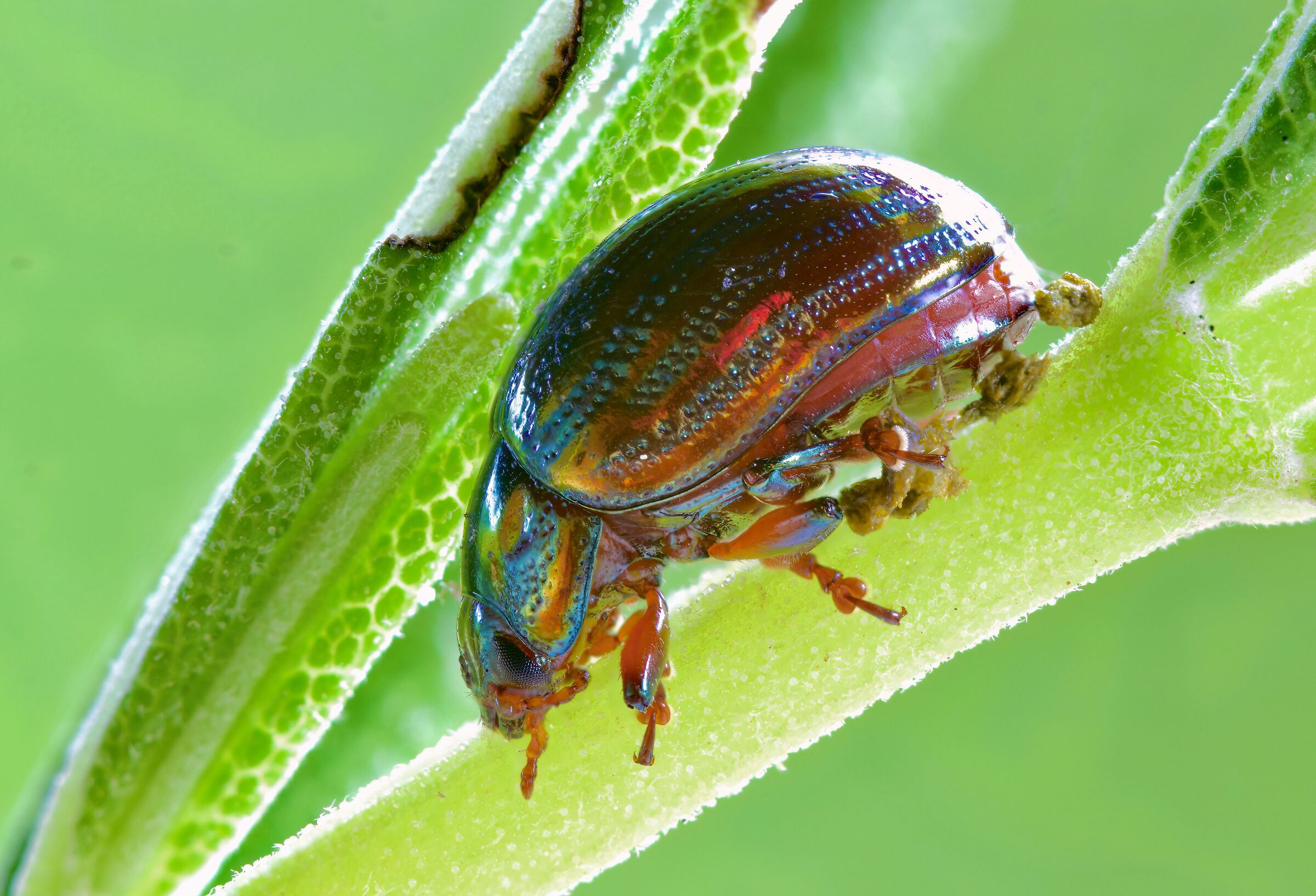 Chrysolina americana