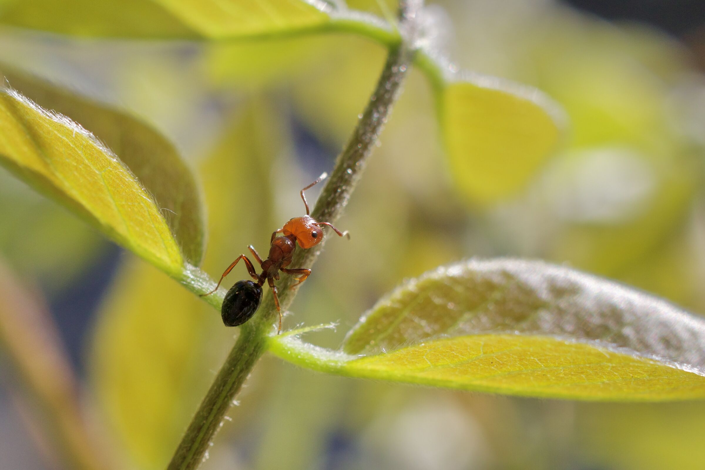 Crematogaster scutellaris