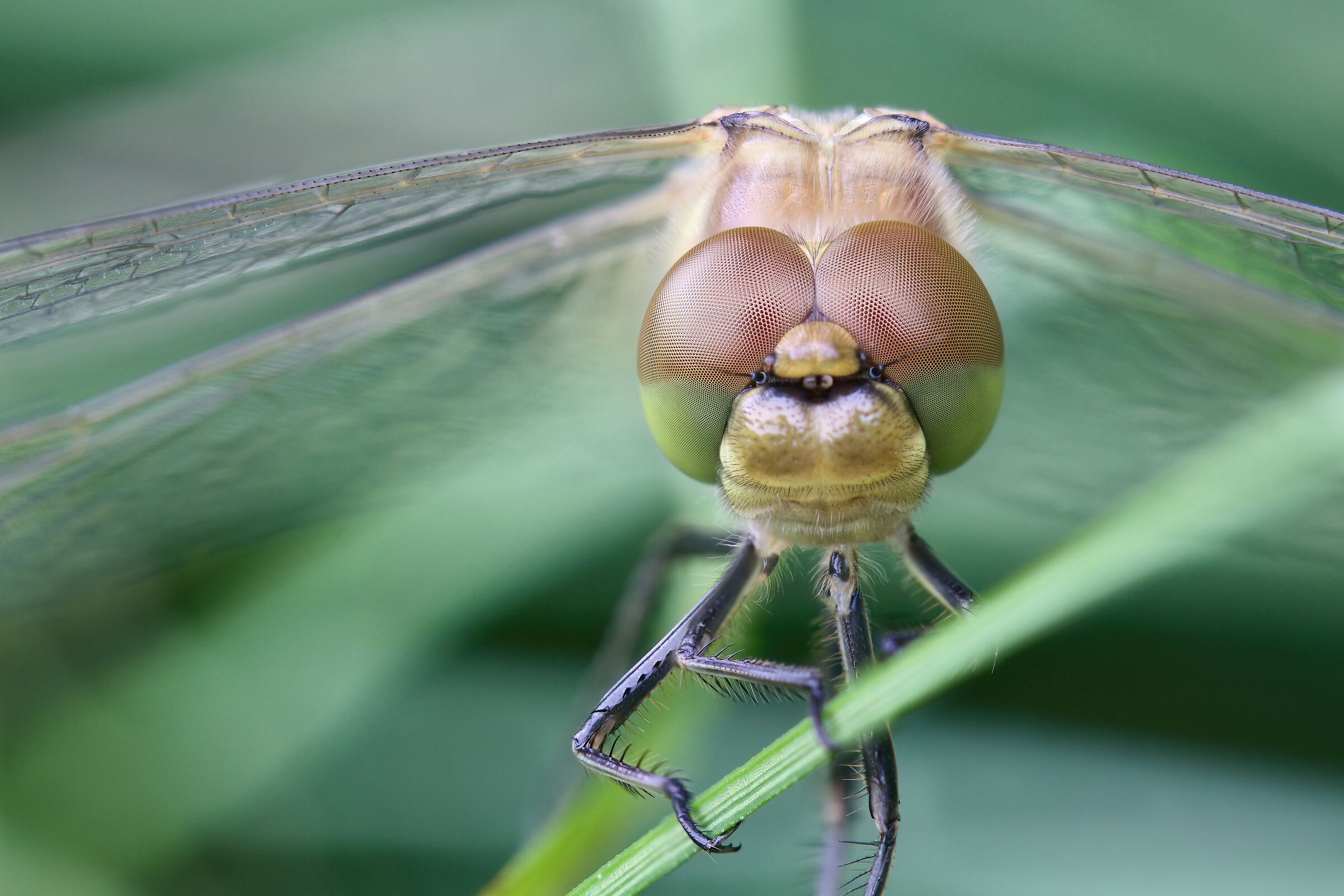 Sympetrum striolatum