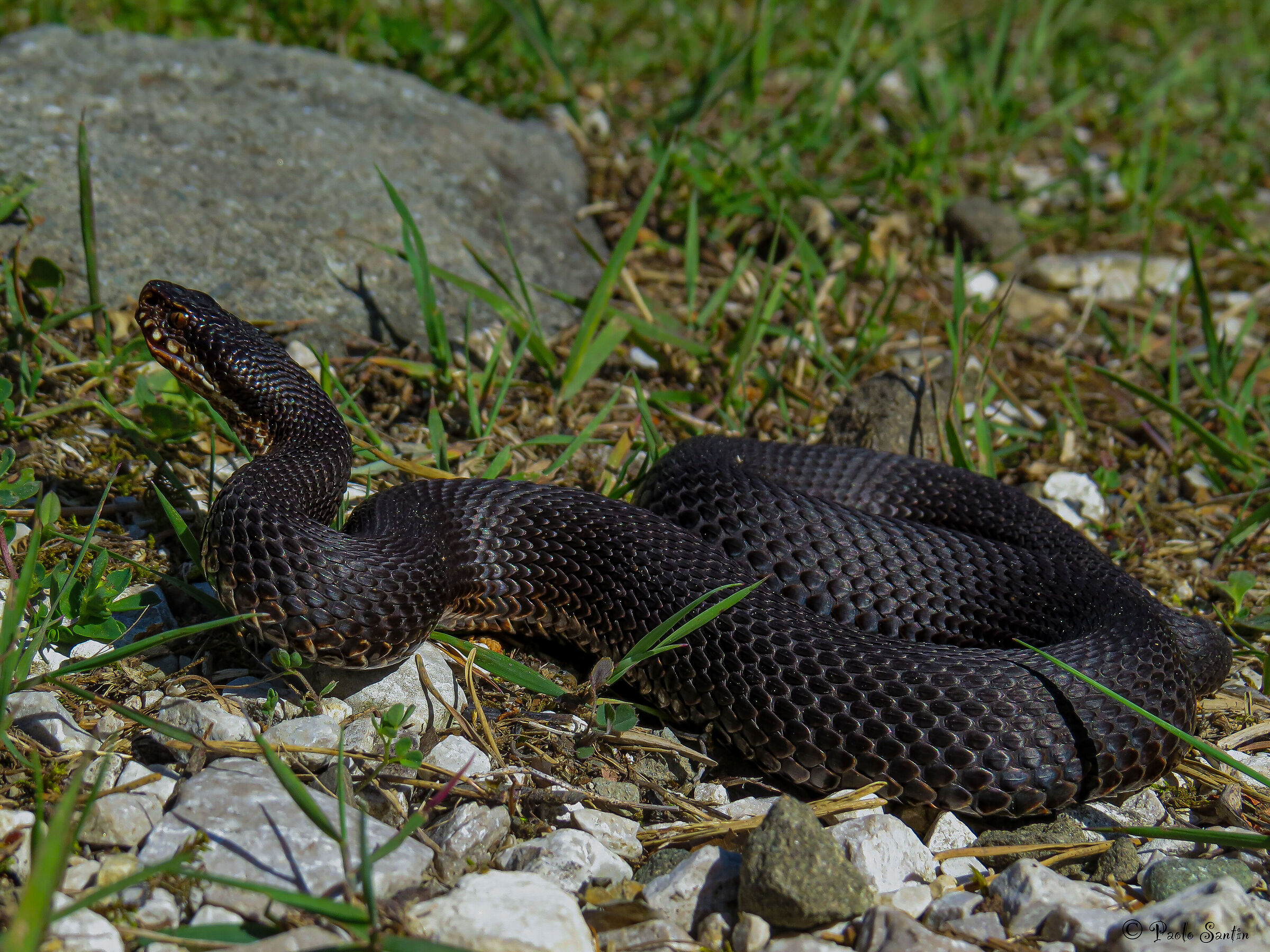 Vipera aspis melanica