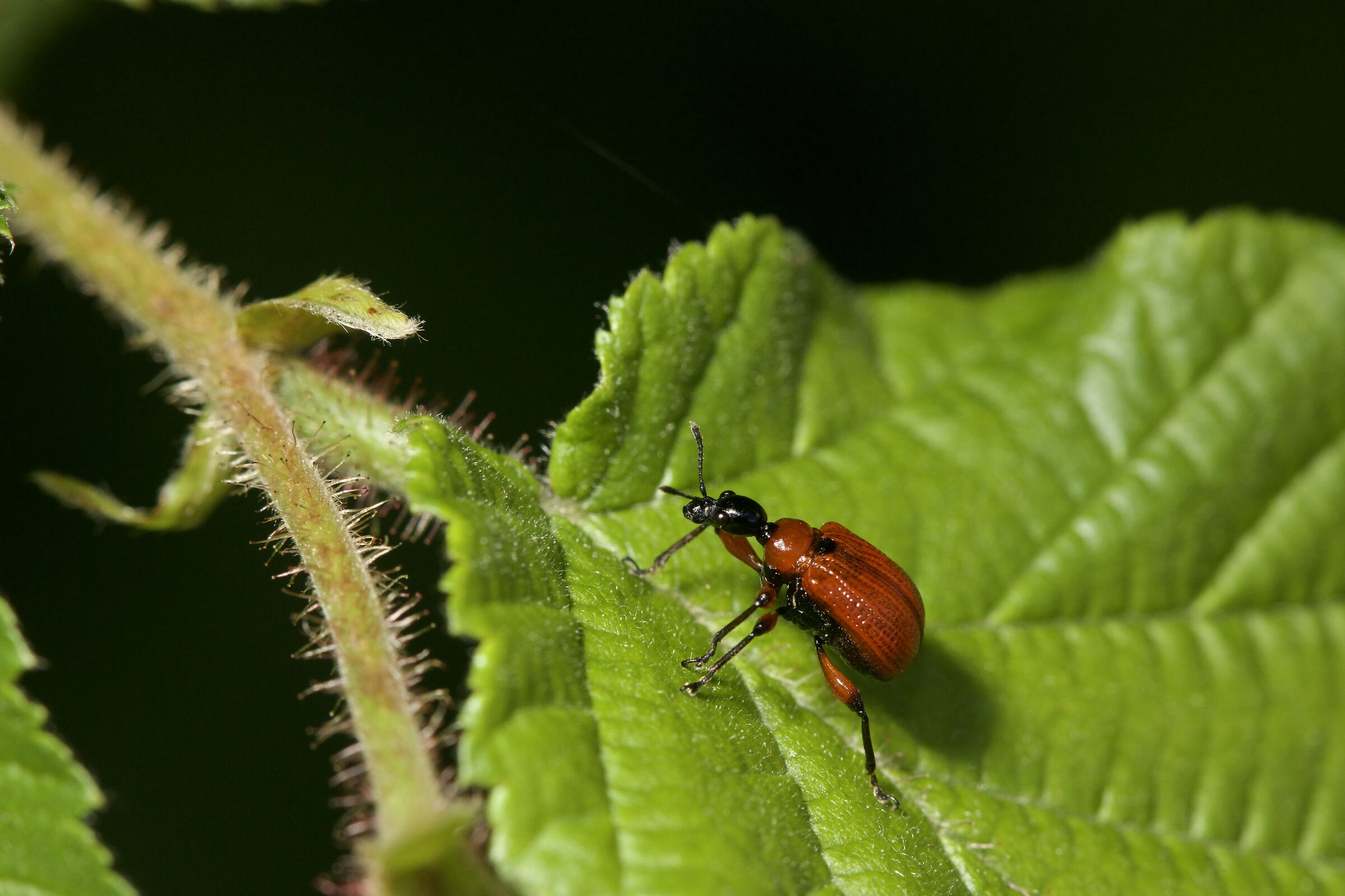 Apoderus coryli