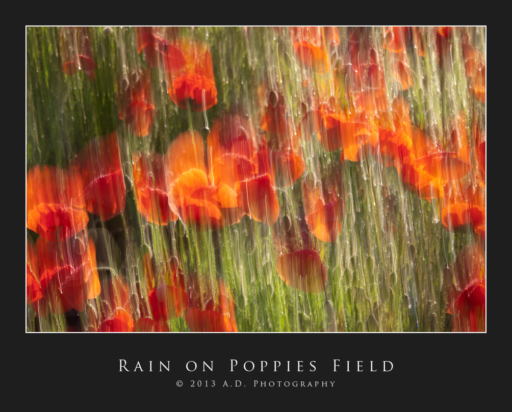 Rain on Poppies Field