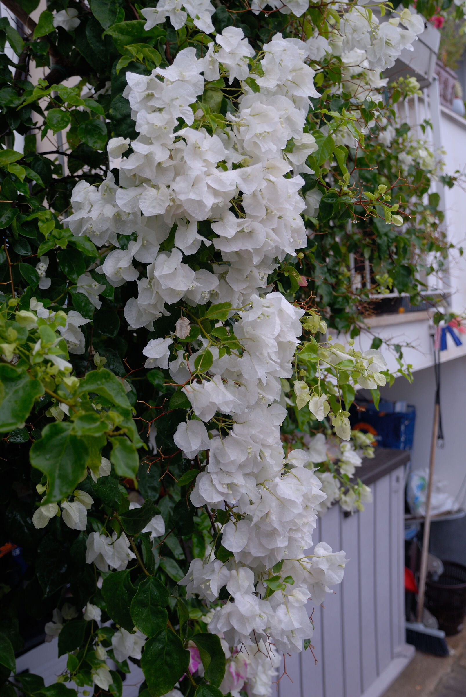 Bucanville bianca