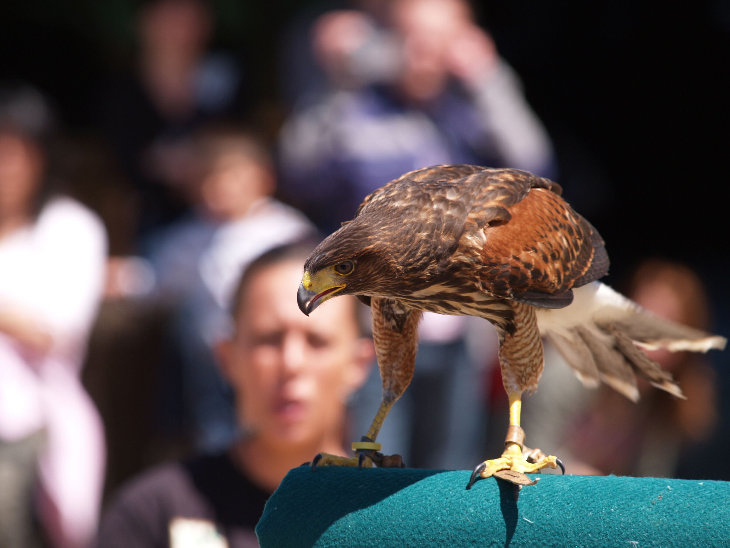 His Majesty... The Prince