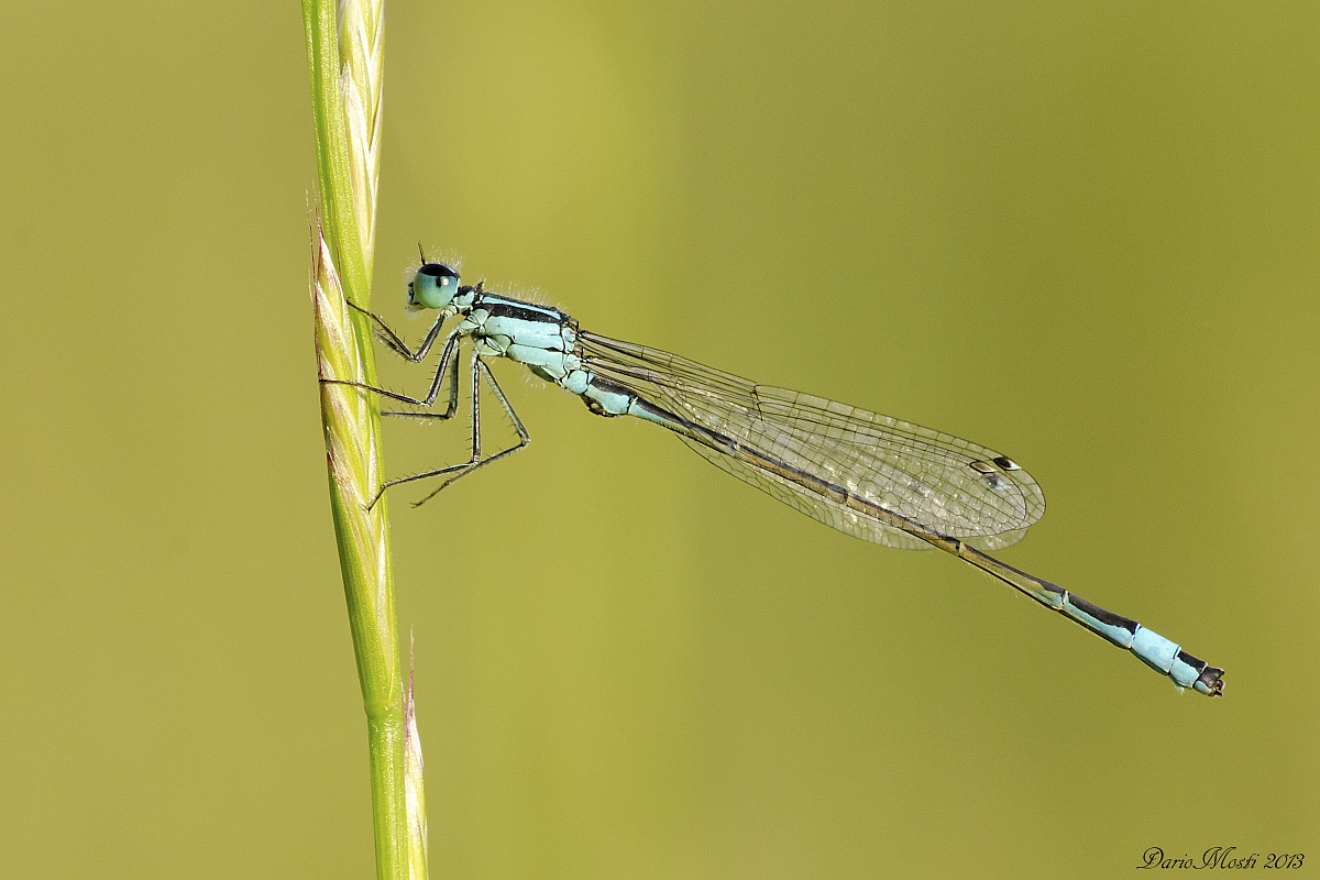 Ischnura elegans (Vander Linden, 1820)