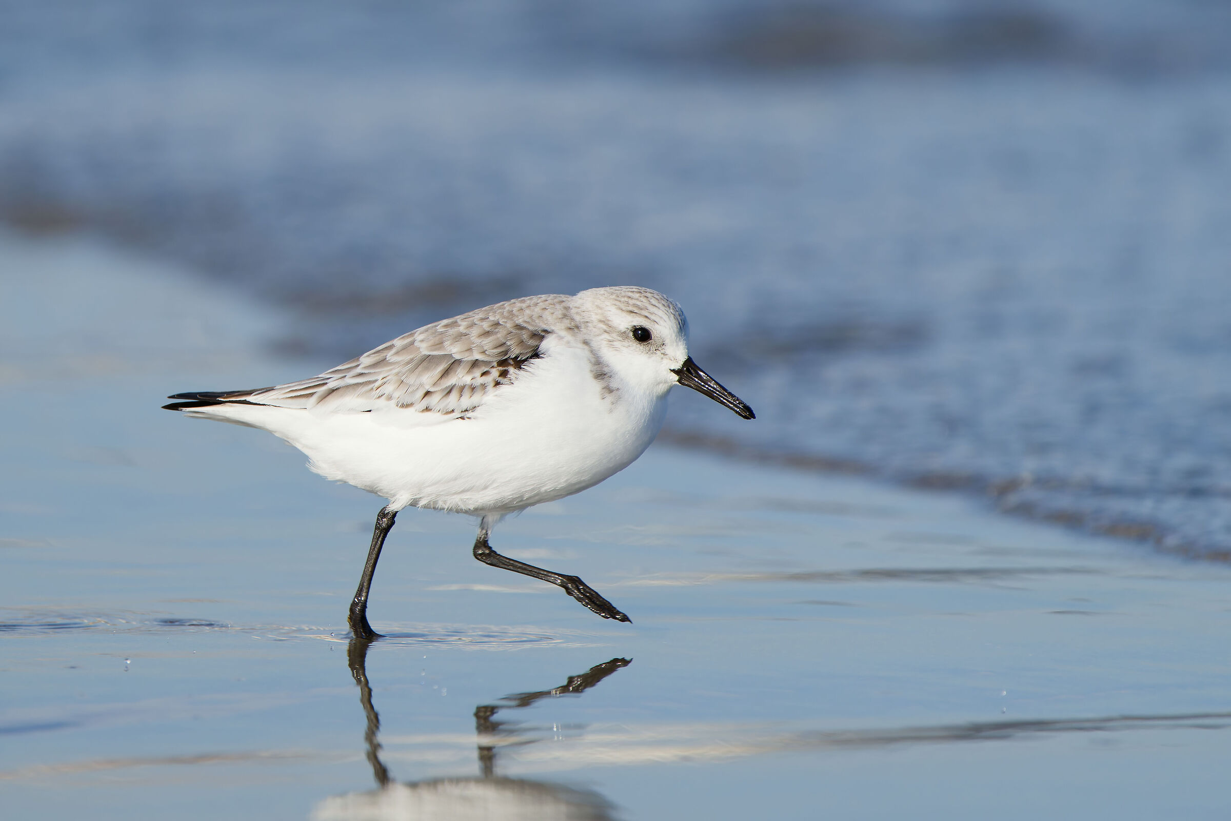 Piovanello tridattilo (Calidris alba)
