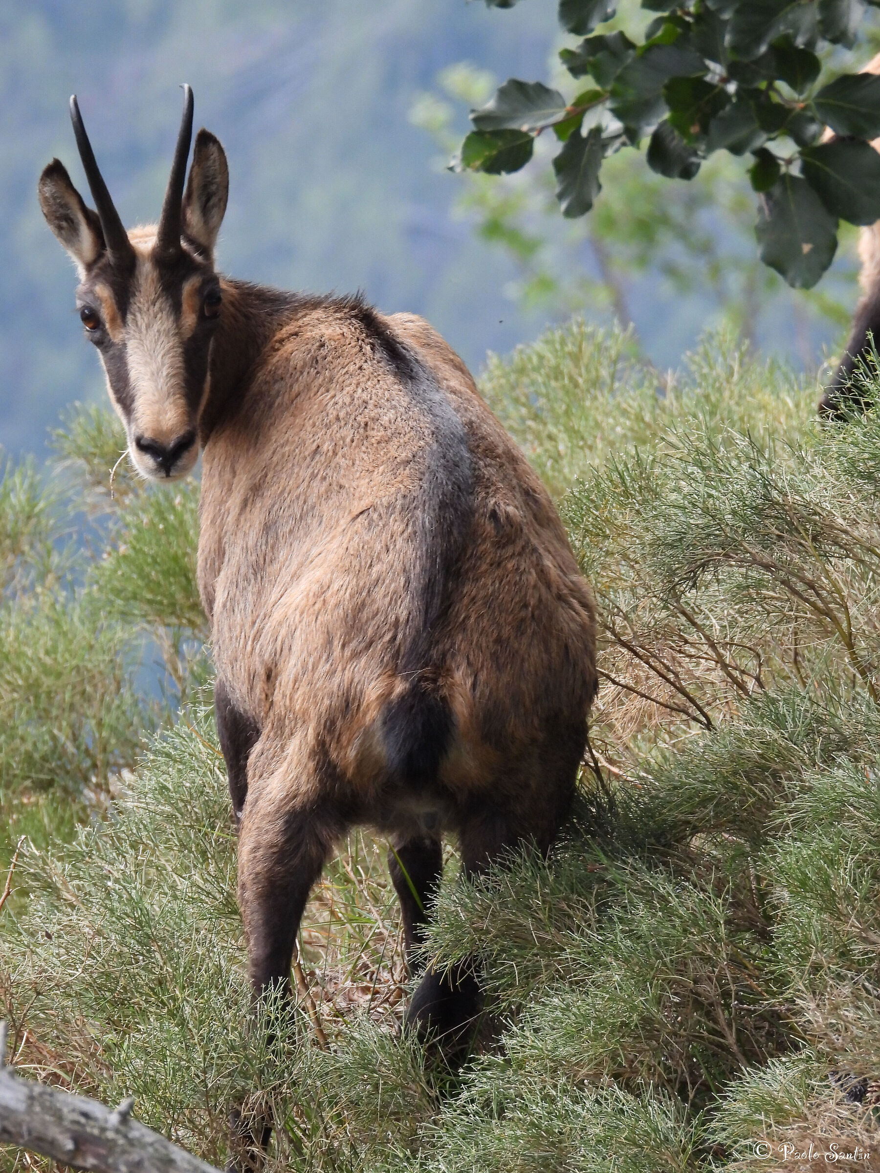 Female Alpine Chamois