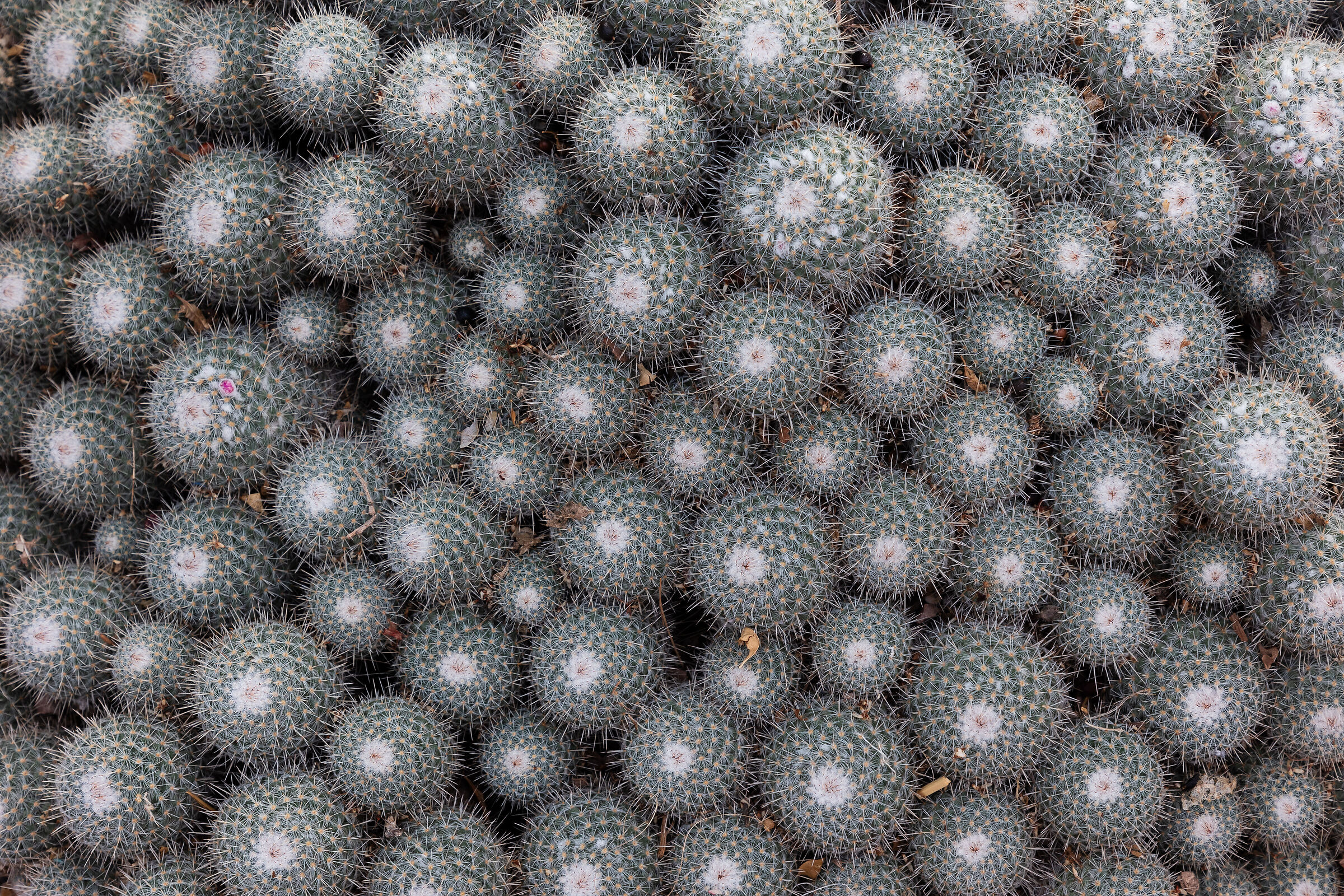 Thorny carpet