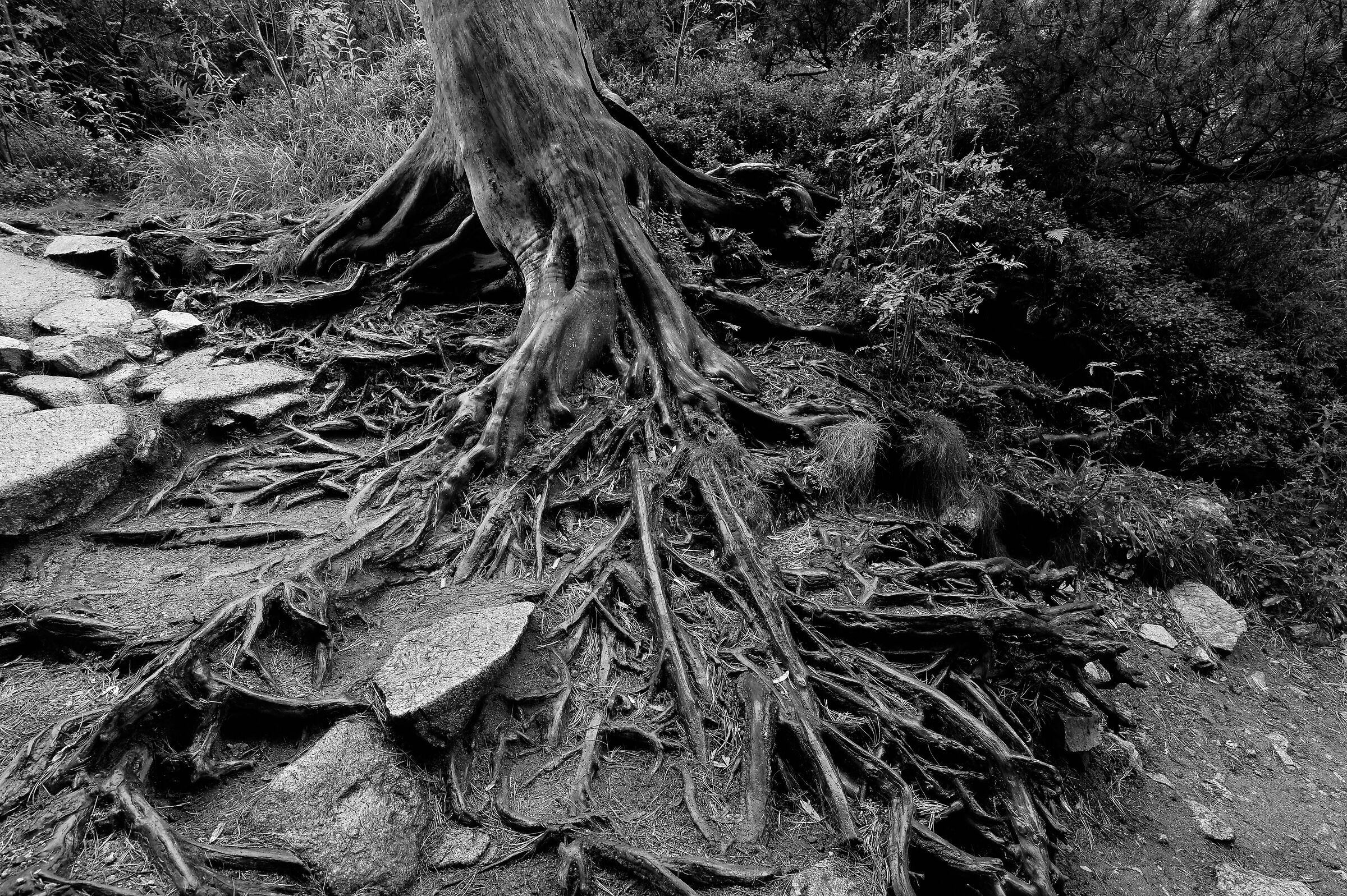 Alti Tatra, Slovacchia