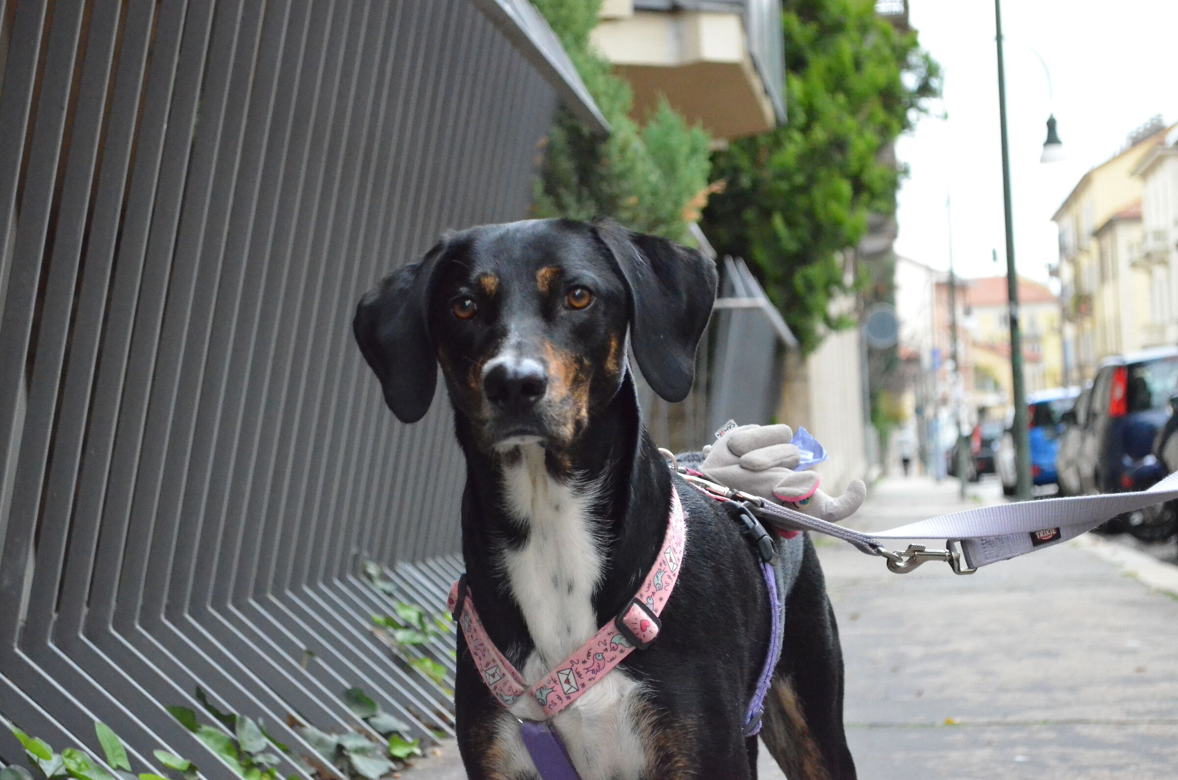portrait of Rachel waiting for her master